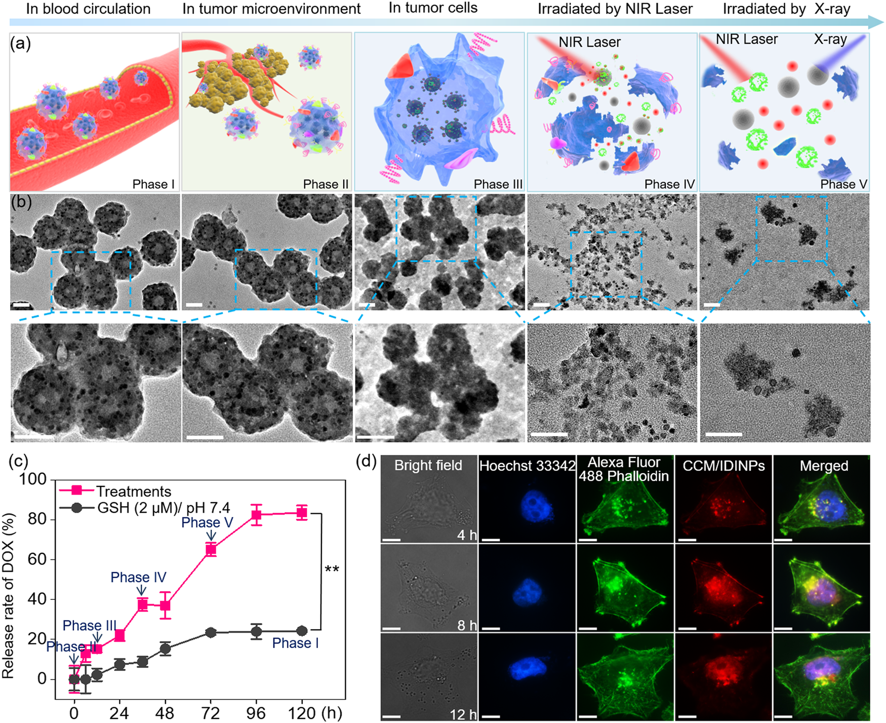 Fig. 3: Sequential decomposition of CCM/IDINPs in tumor cells upon NIR laser and X-ray irradiation.