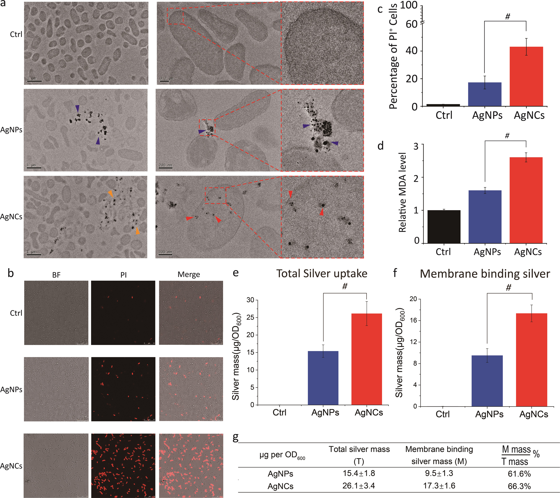 Fig. 4: Interaction of AgNCs and AgNPs with bacterial cells.