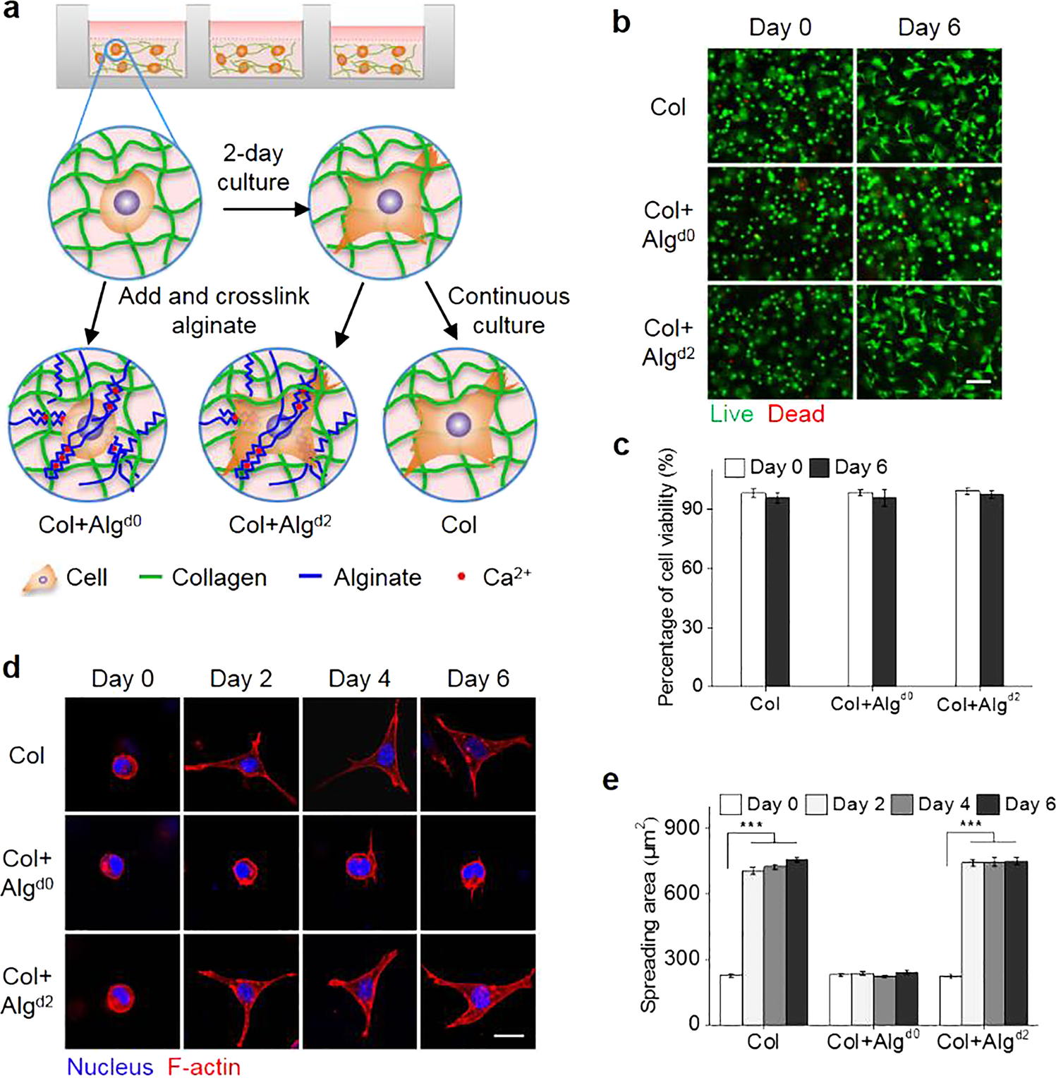 Fig. 2: Sequentially formed hybrid hydrogels enable control of the 3D NIH 3T3 fibroblast shape.