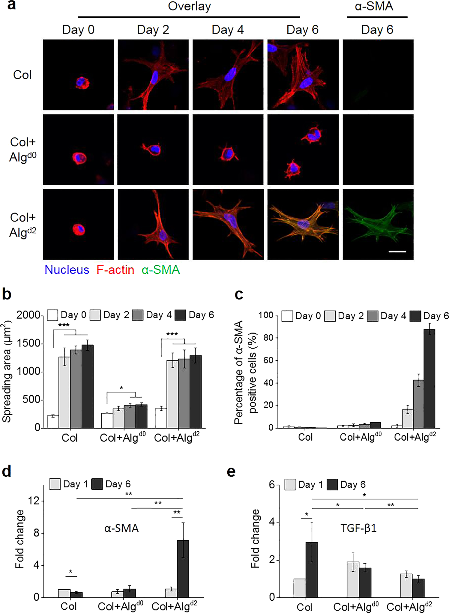Fig. 3: The shape of the CFs regulates their responses to matrix stiffness.