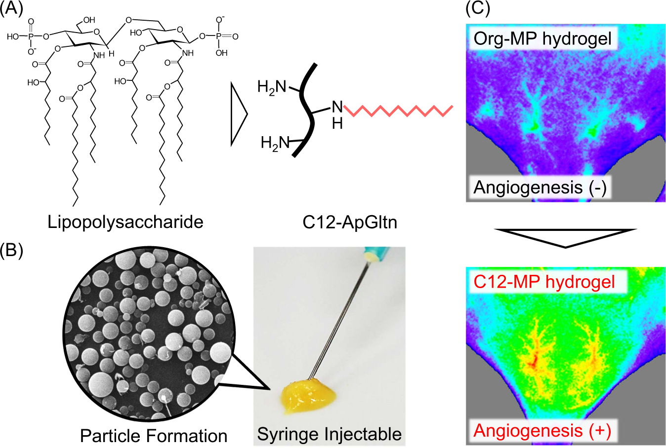 Fig. 1: Overview of the angiogenic C12-MP hydrogel.