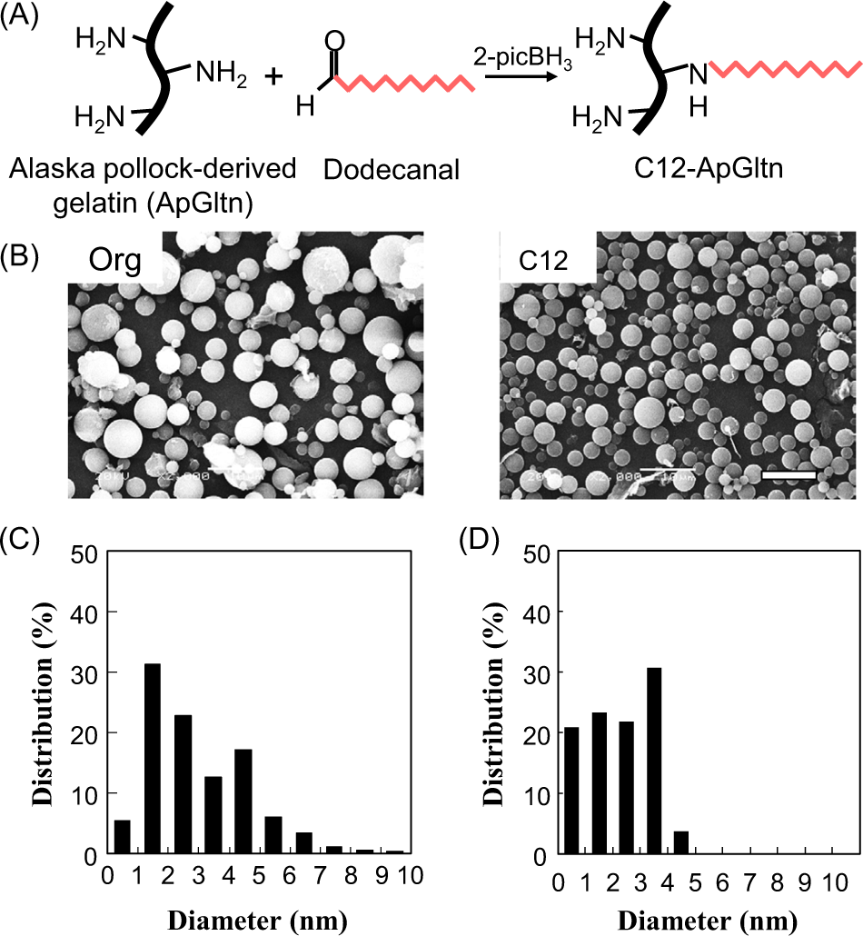 Fig. 2: The fabrication of C12-ApGltn and MPs.