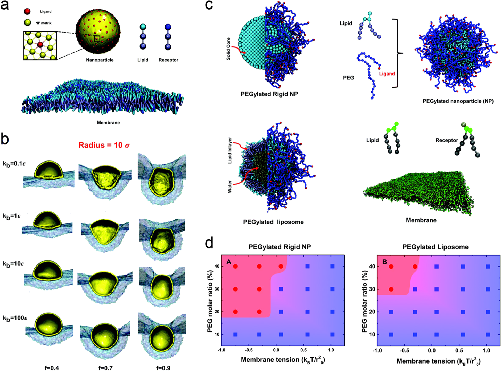 Fig. 5: Effect of NP elasticity on the nano-bio interface interactions between NPs and the cell membrane.