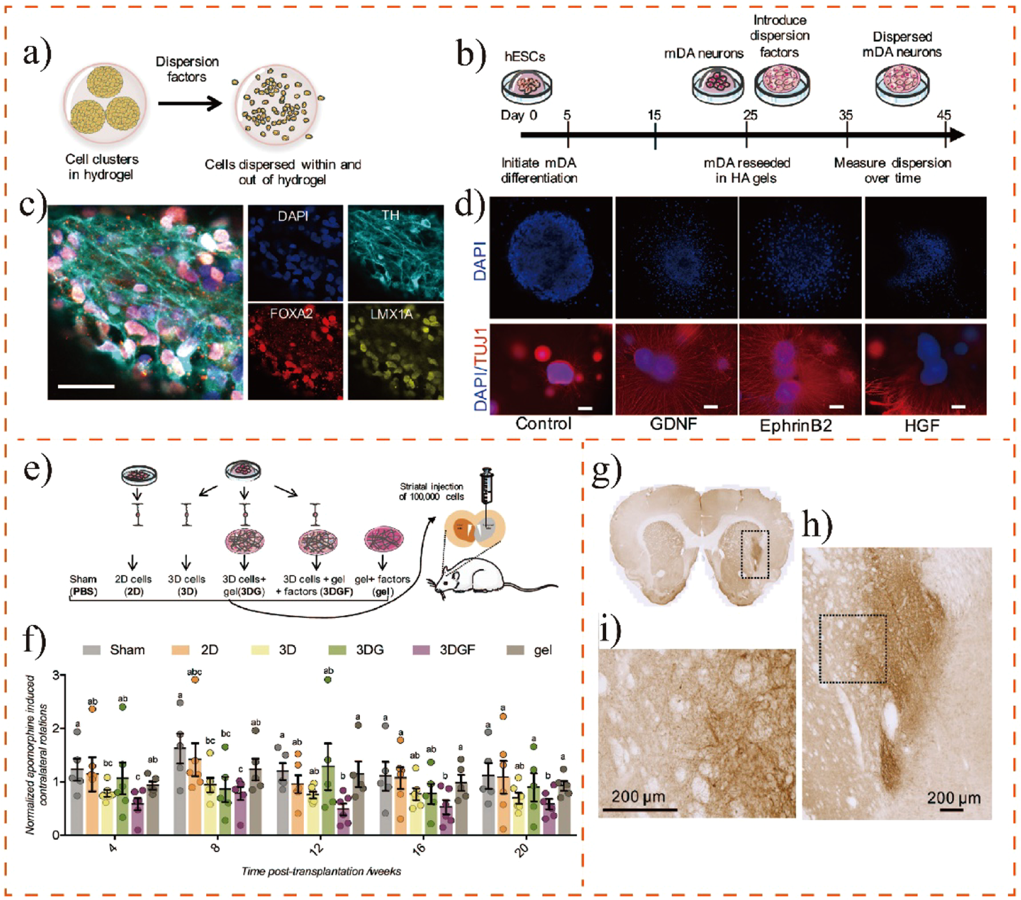 Fig. 6: HA-based hydrogels with key biochemical cues for the construction of a dispersion-generating implantation platform, and its application for the alleviation of pathological symptoms in PD mice.