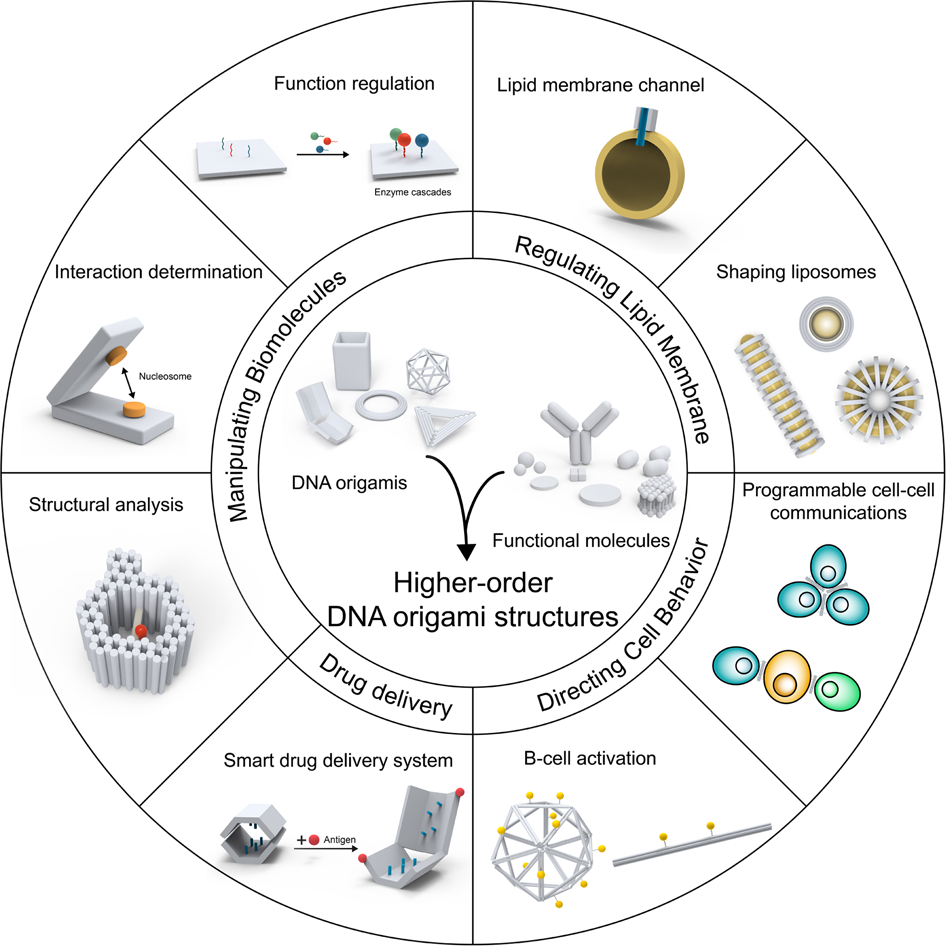 Using origami DNA to trap large viruses