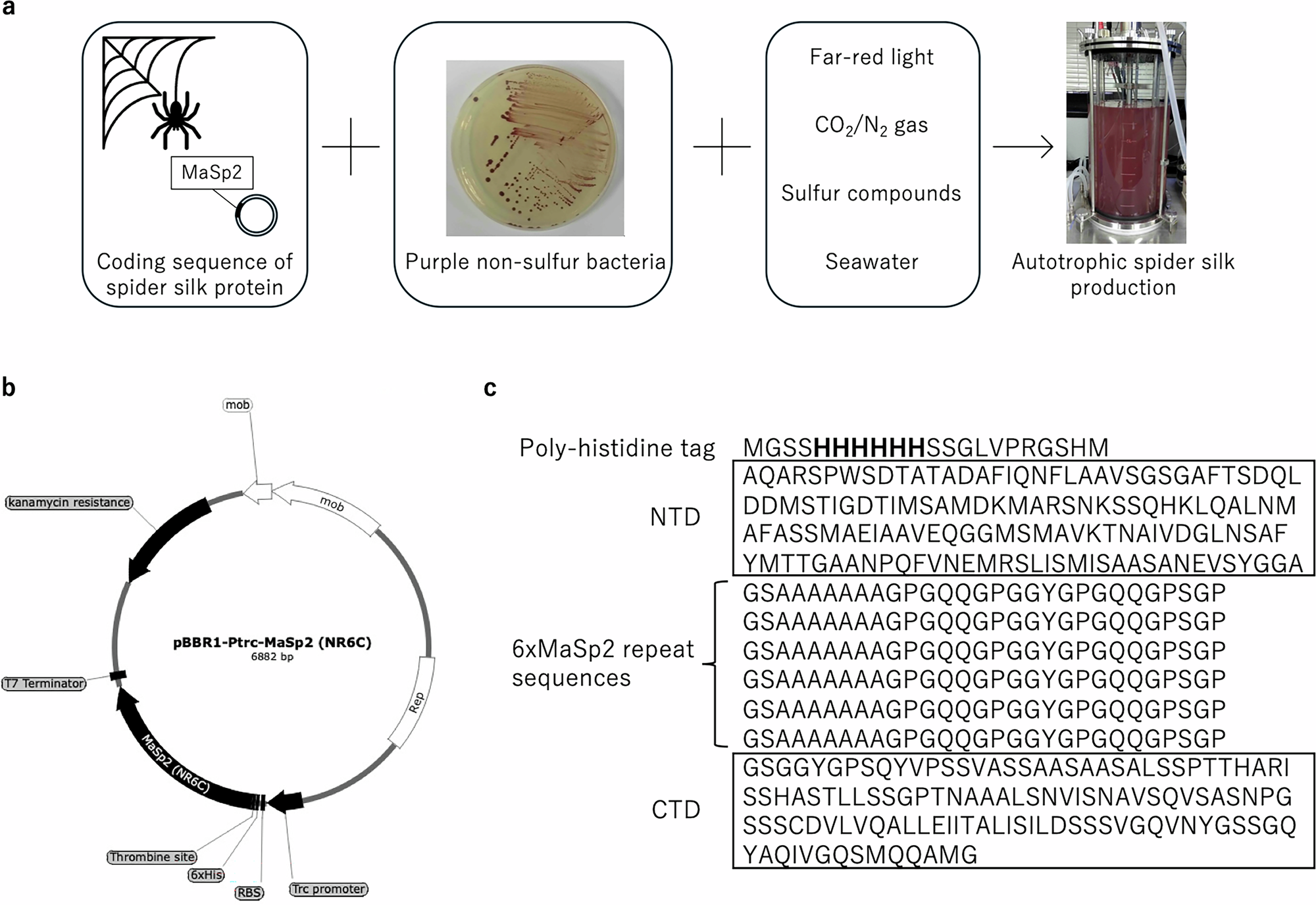 Fig. 1: The MaSp2 expression plasmid and its coding sequence.