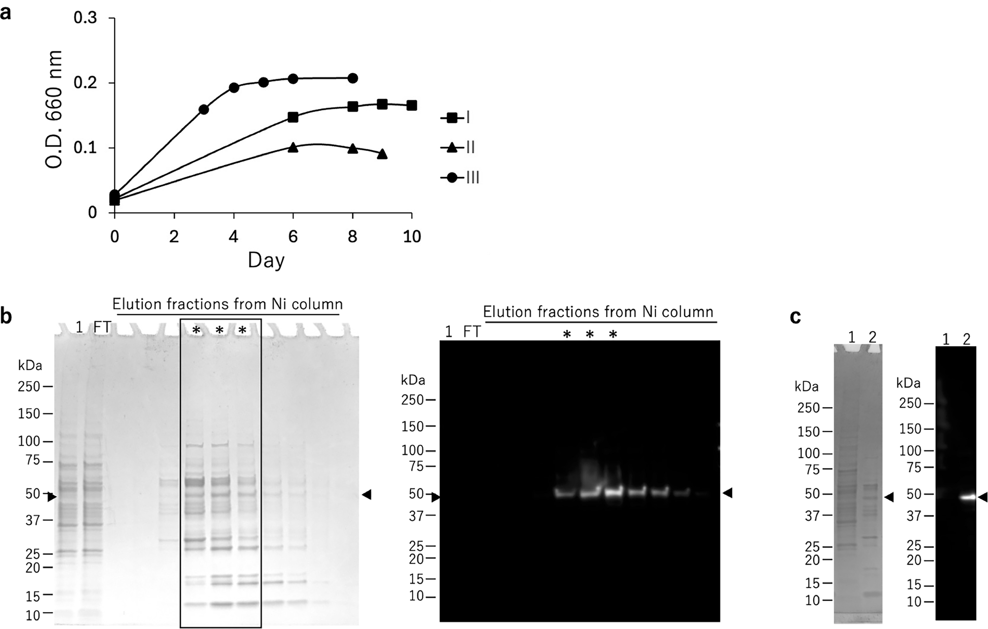Fig. 3: Purification of MaSp2 proteins from R. sulfidophilum transformants.