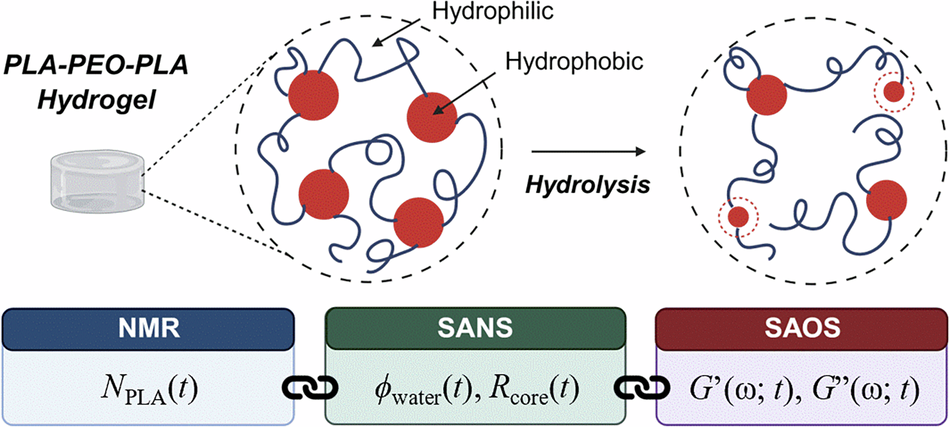 Hydrolytic evolution of the structure and rheology of a biodegradable hydrogel bearing poly( D , L -lactic acid)