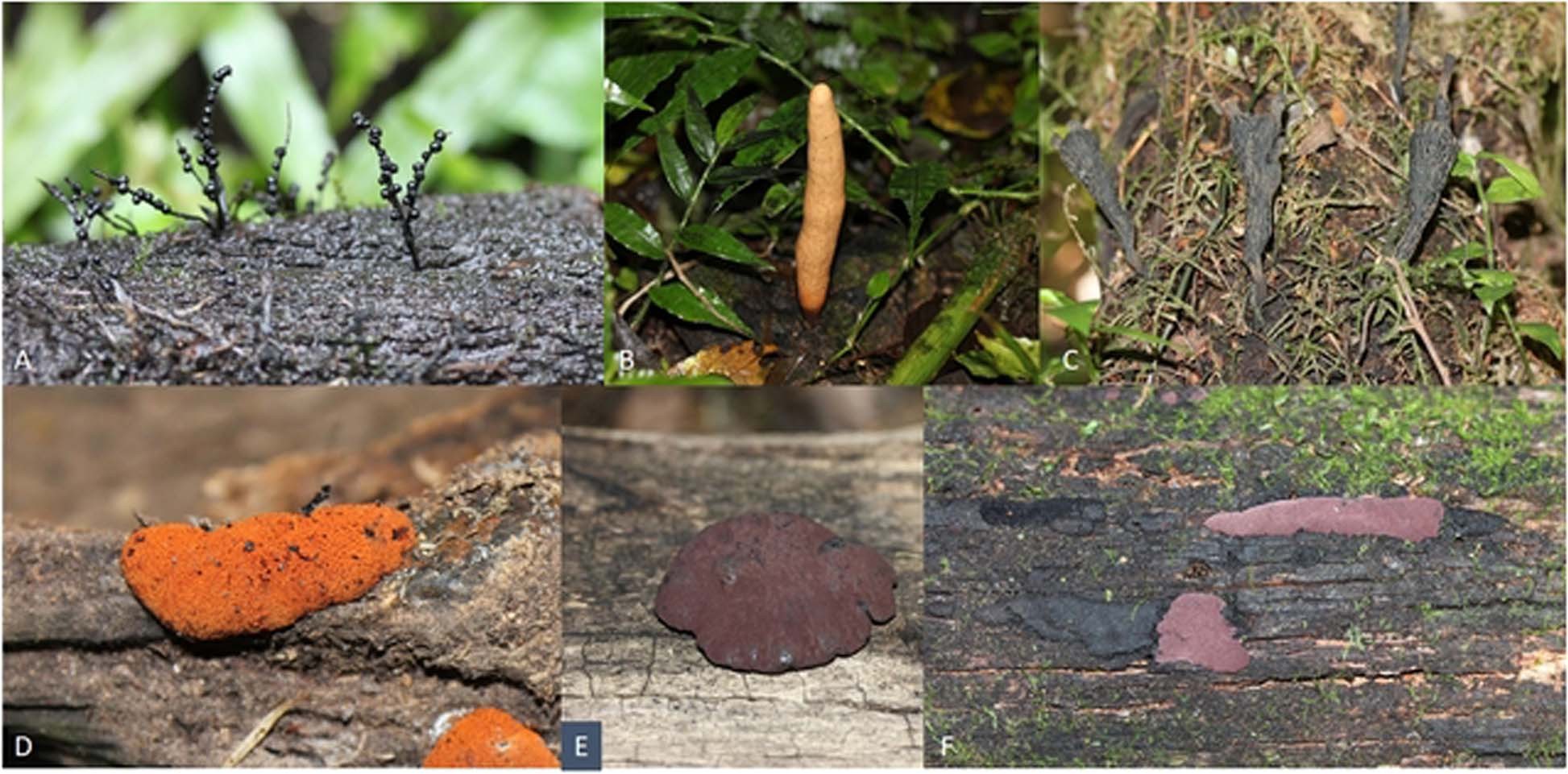 Under The Oak Tree Ch 63 Recent progress in biodiversity research on the Xylariales and their  secondary metabolism | The Journal of Antibiotics