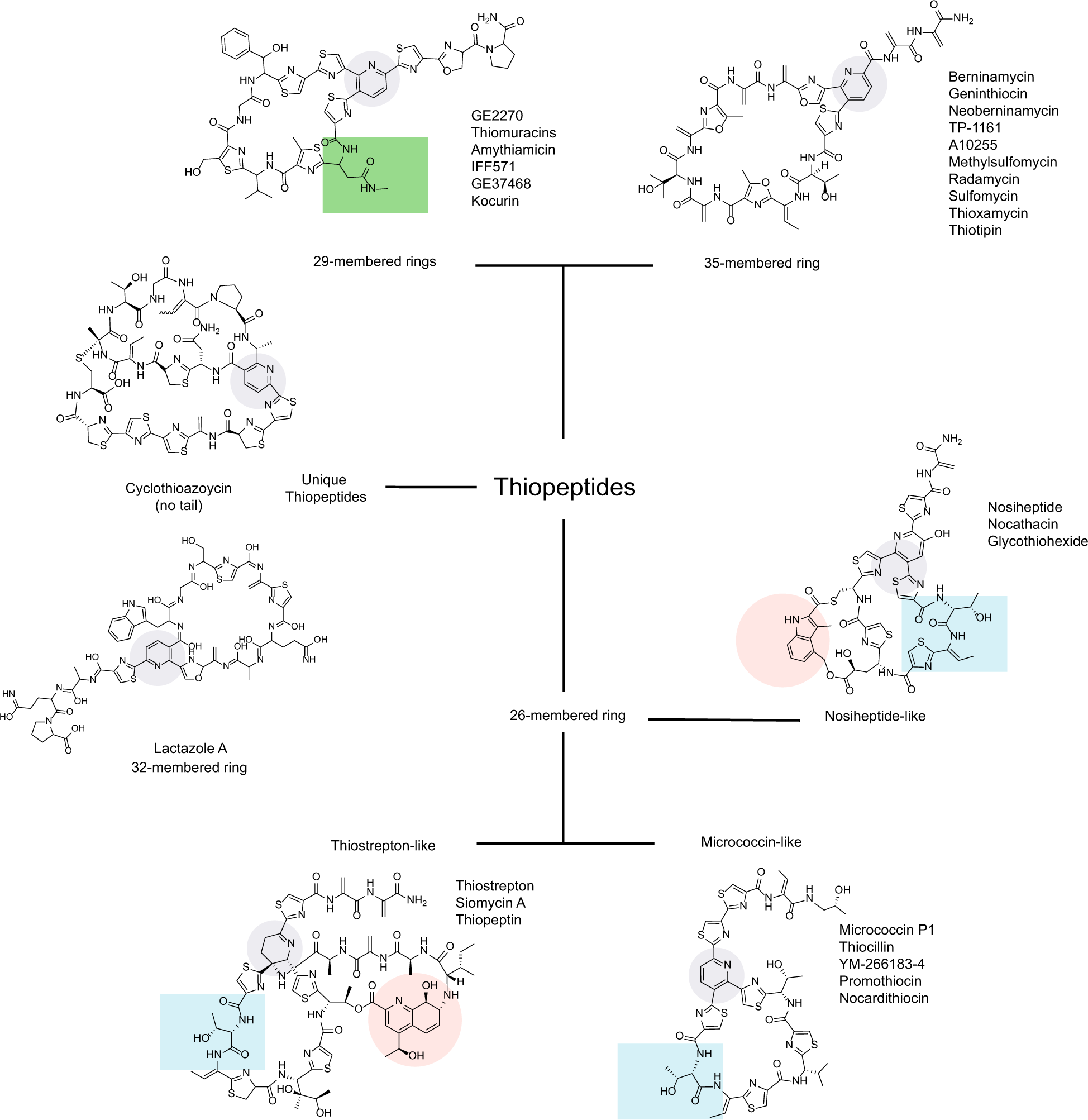 Thiopeptides Antibiotics With Unique Chemical Structures And Diverse Biological Activities The Journal Of Antibiotics