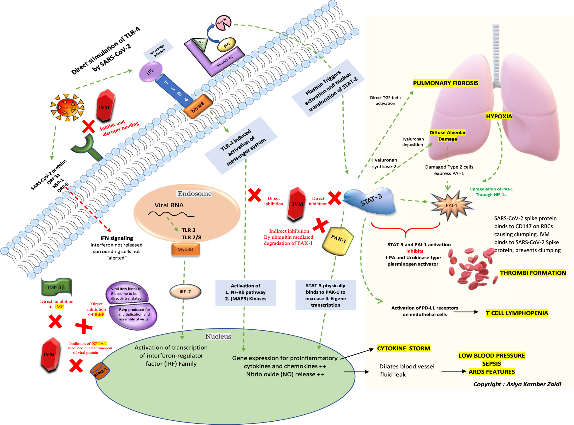 The mechanisms of action of ivermectin against SARS-CoV-2—an extensive  review