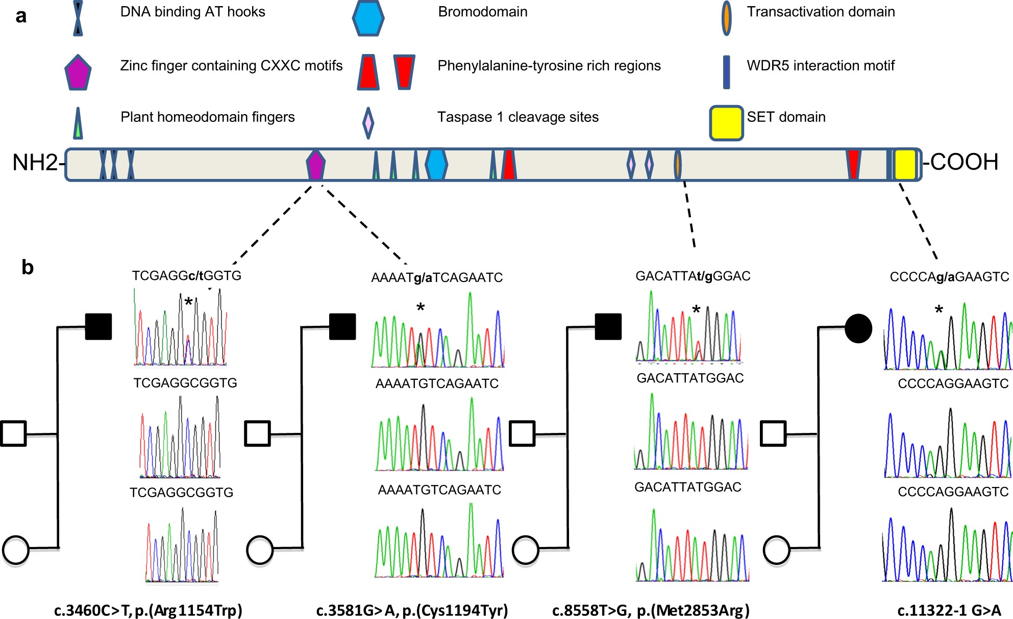 Expanding the phenotype associated to KMT2A variants: overlapping