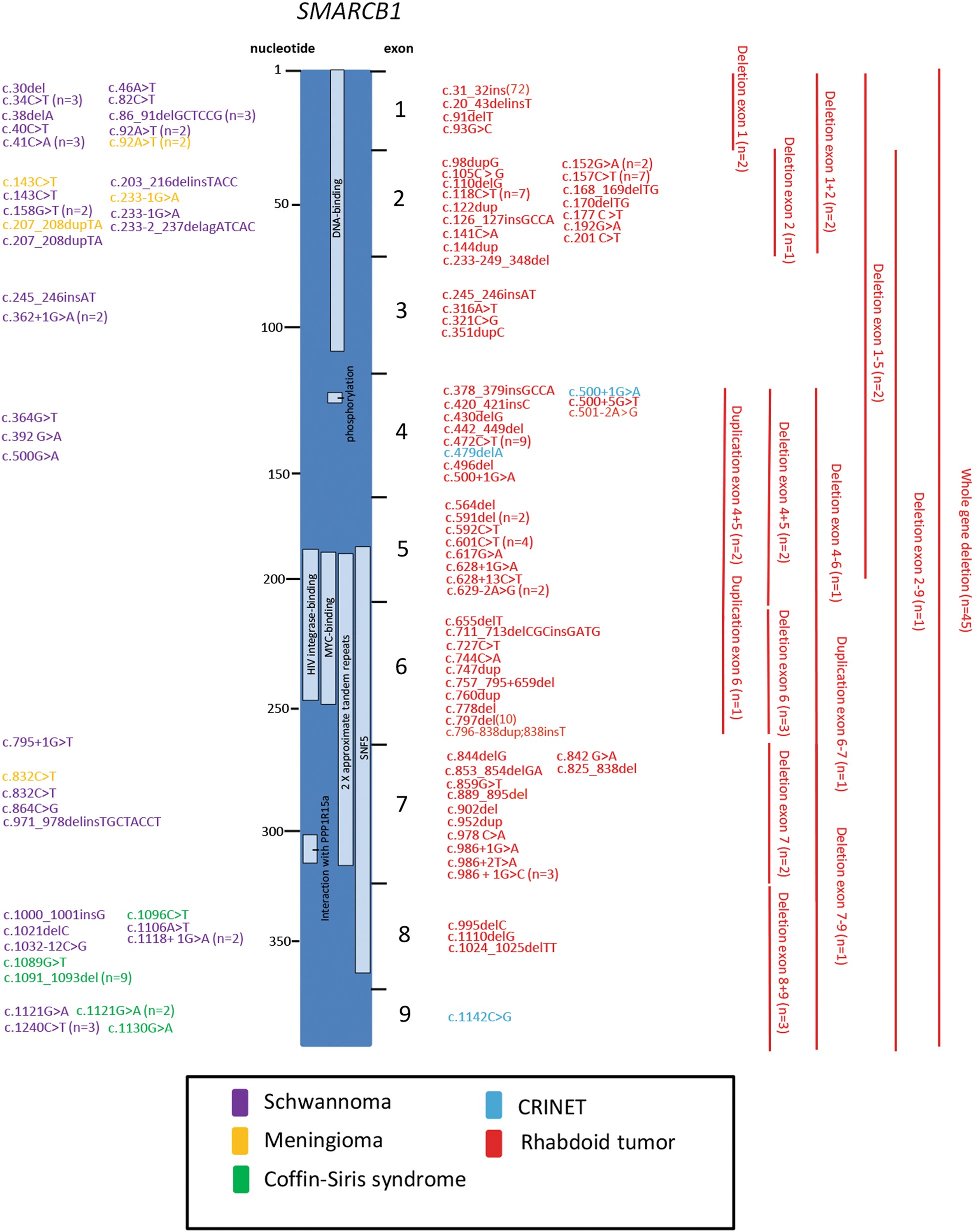 Germline Variants In Smarcb1 And Other Members Of The Baf Chromatin Remodeling Complex Across Human Disease Entities A Meta Analysis European Journal Of Human Genetics