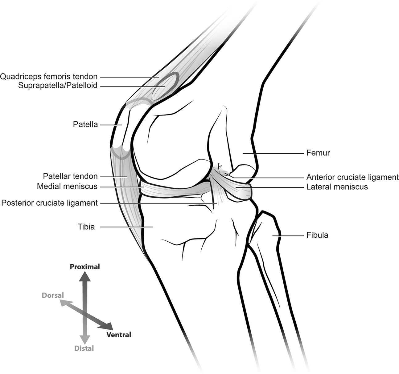 Nail Patella Syndrome : Overview, Causes, Symptoms, Treatment - illness.com