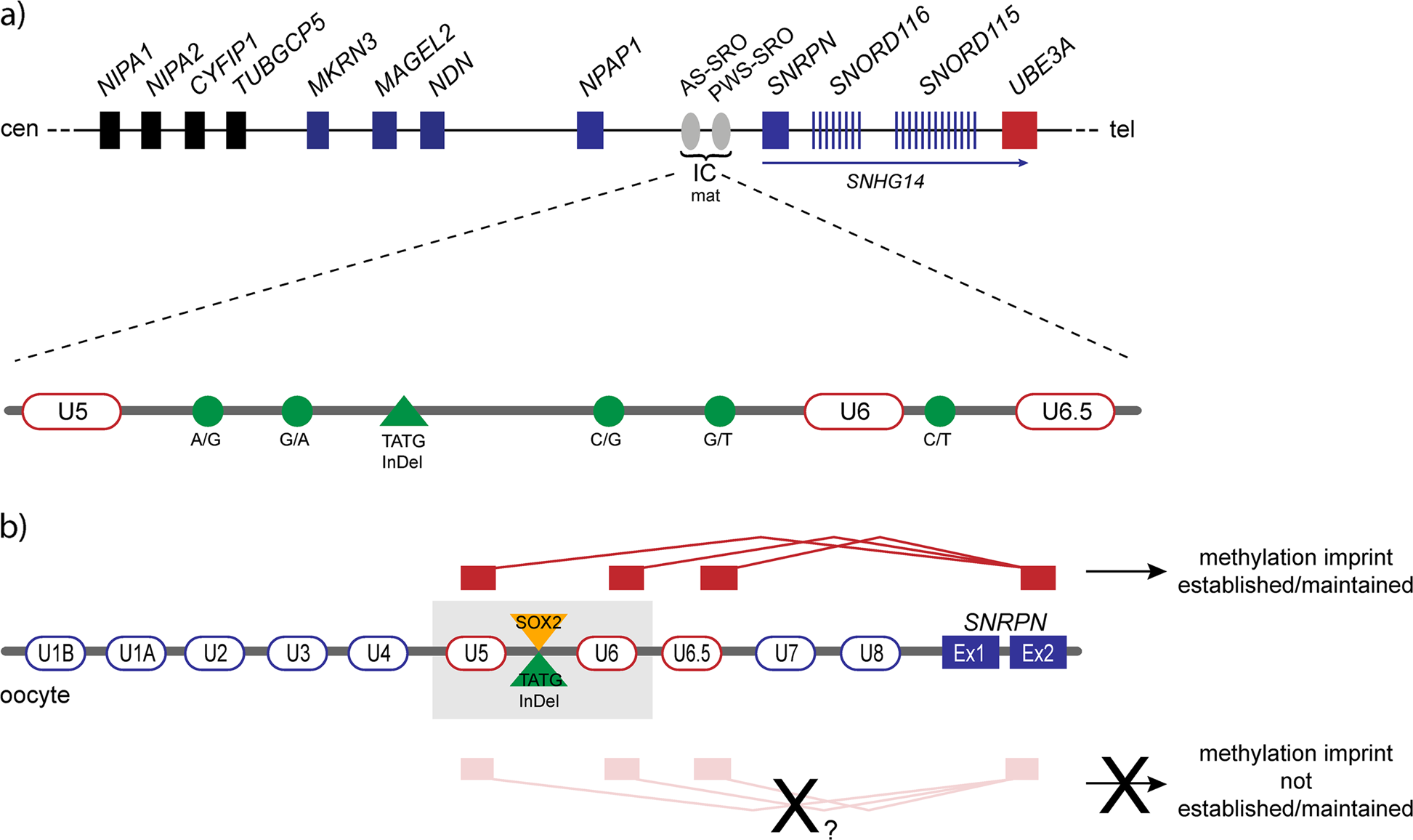 Common Genetic Variation In The Angelman Syndrome Imprinting