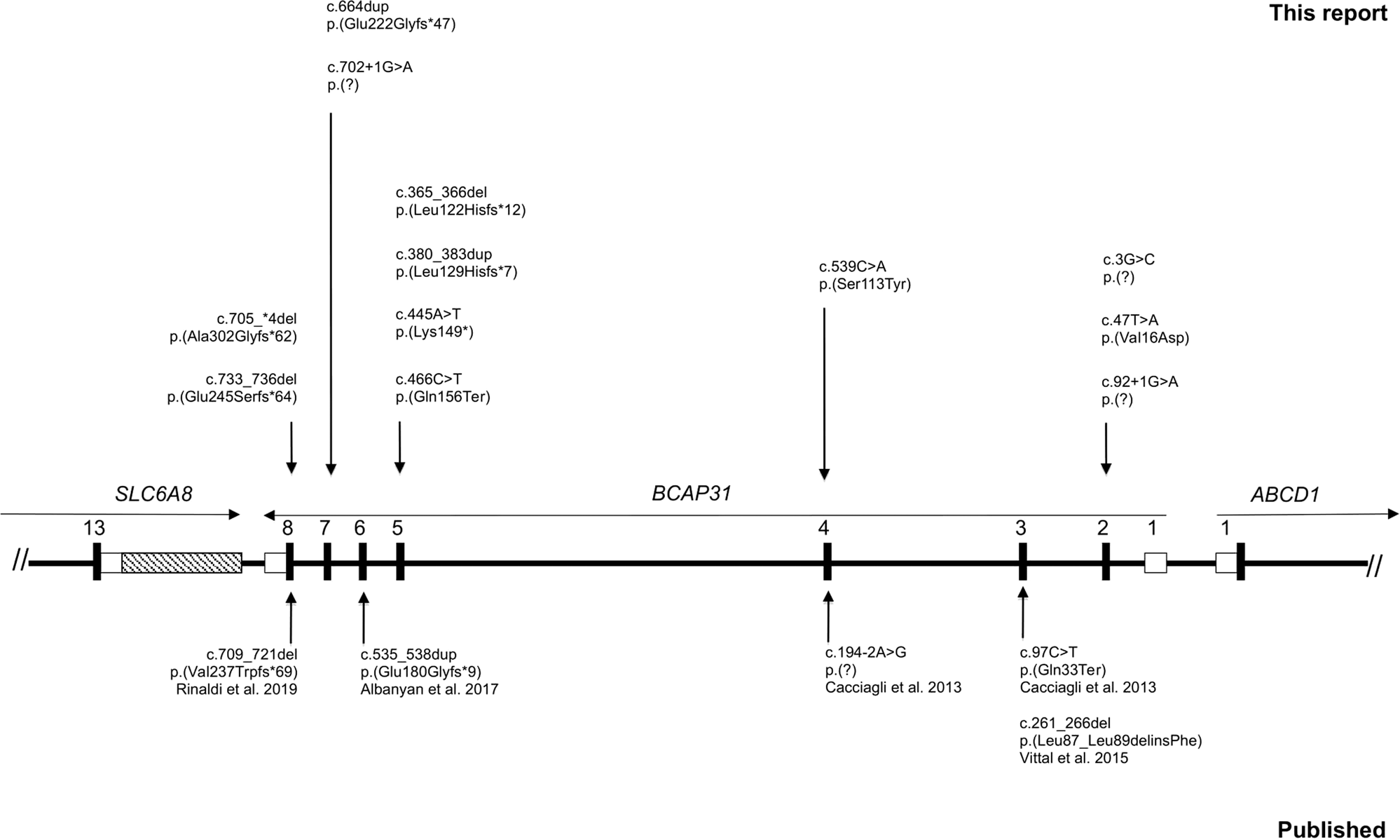 Further Delineation Of ap31 Linked Intellectual Disability Description Of 17 New Families With Lof And Missense Variants European Journal Of Human Genetics