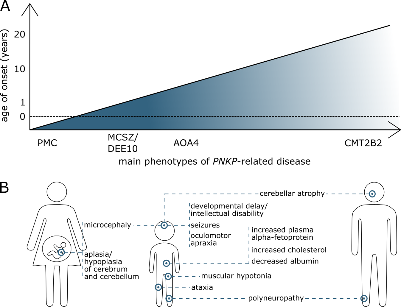 Fig. 4: Phenotypes.