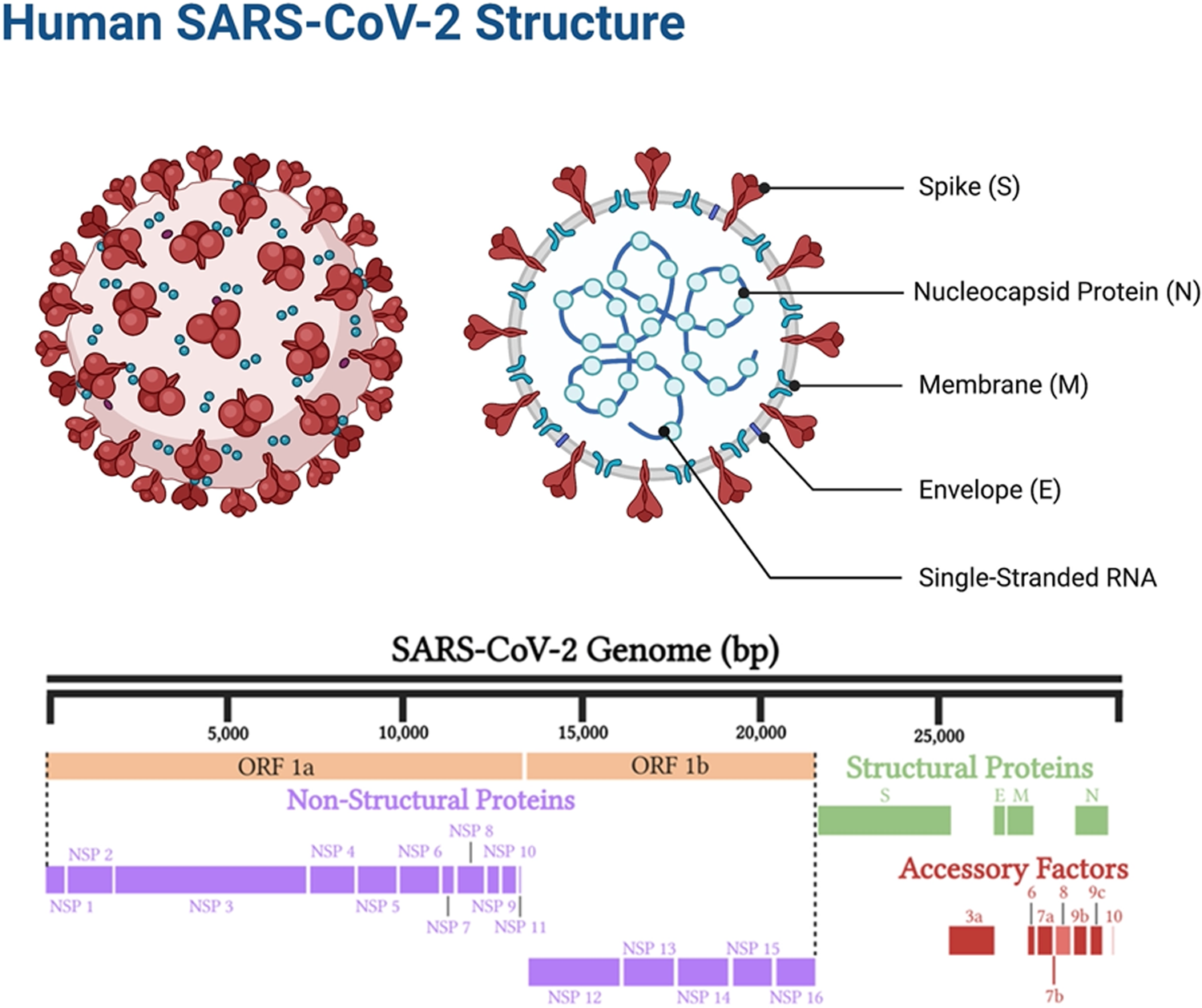 SARS-CoV-2 in humans