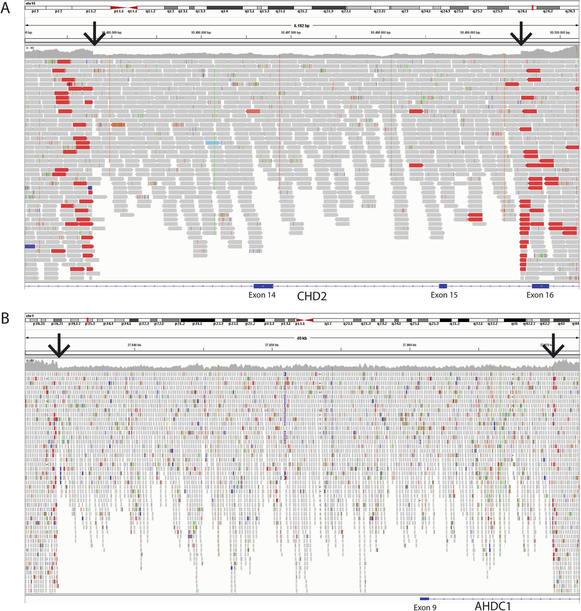 Fig. 2: Genomic alignment of CHD2 and AHDC1 CNVs in genome sequencing data.