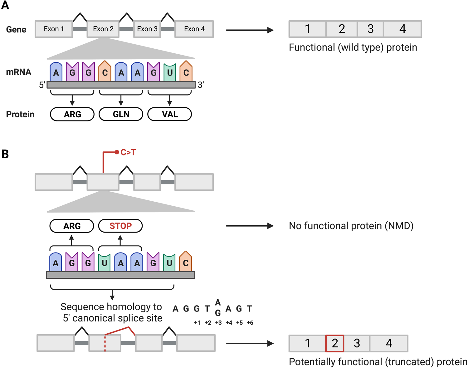 File:Cut splice.PNG - Wikimedia Commons