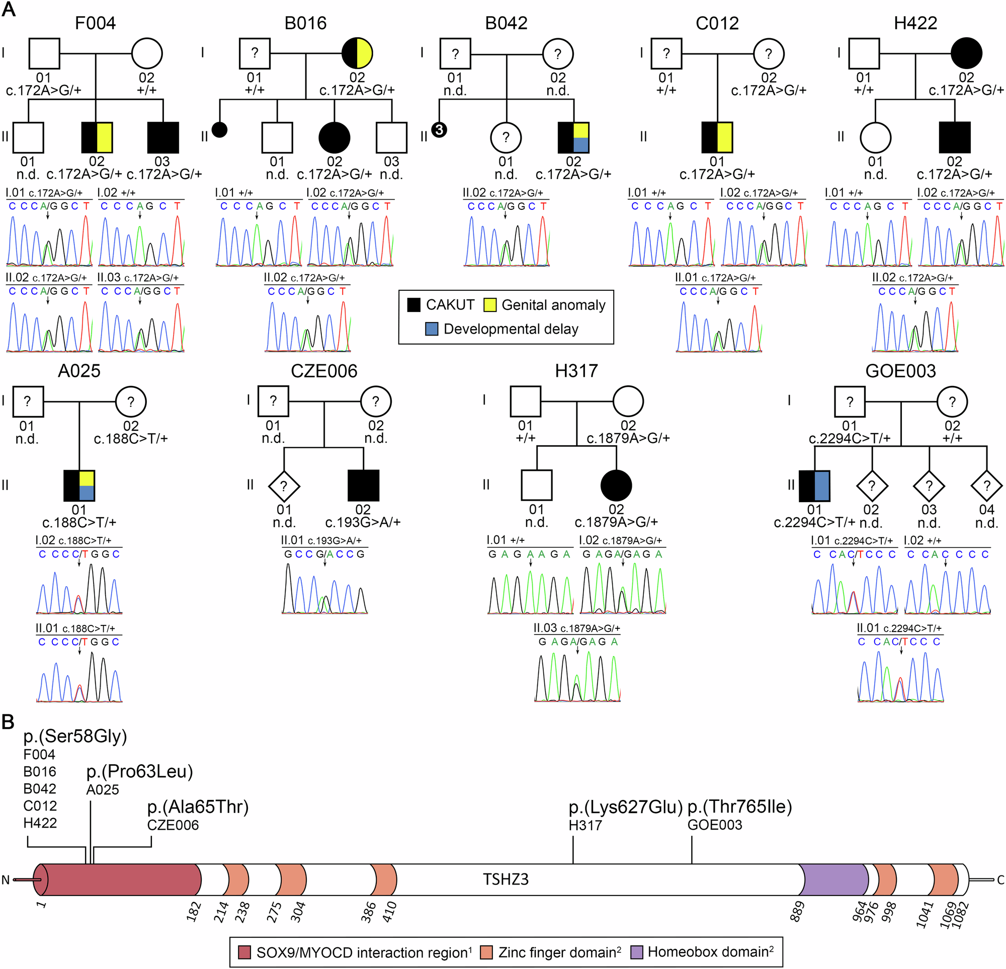 Fig. 1: Whole-exome and targeted sequencing yielded five different rare (MAF < 0.002) heterozygous TSHZ3 missense variants predicted to be deleterious in 12 CAKUT patients from 9 of 301 (3%) families.