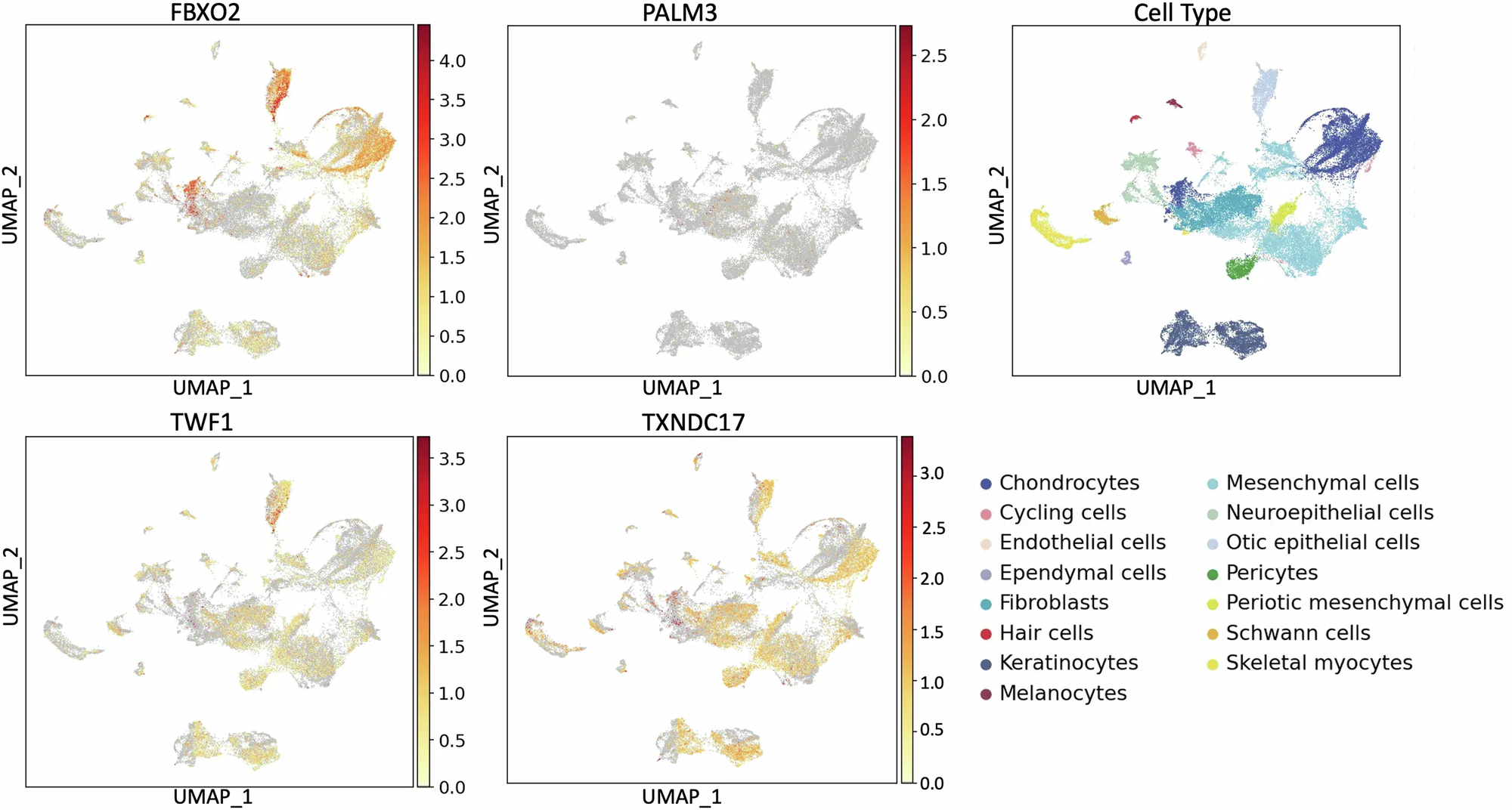 Fig. 2: Expression of FBXO2, PALM3, TWF1, and TXNDC17 in the human inner ear organoids.