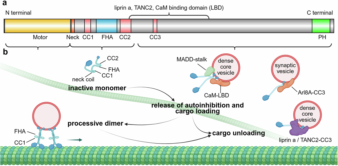 Fig. 2: Characterised protein domains and functions in full-length KIF1A.