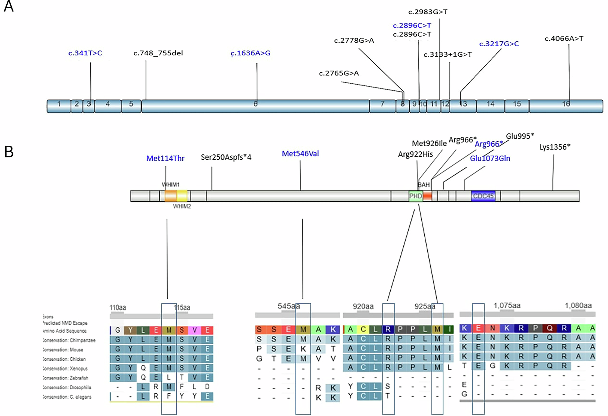 Fig. 3: Graphical representation of the RSF1 structure and identified variants.