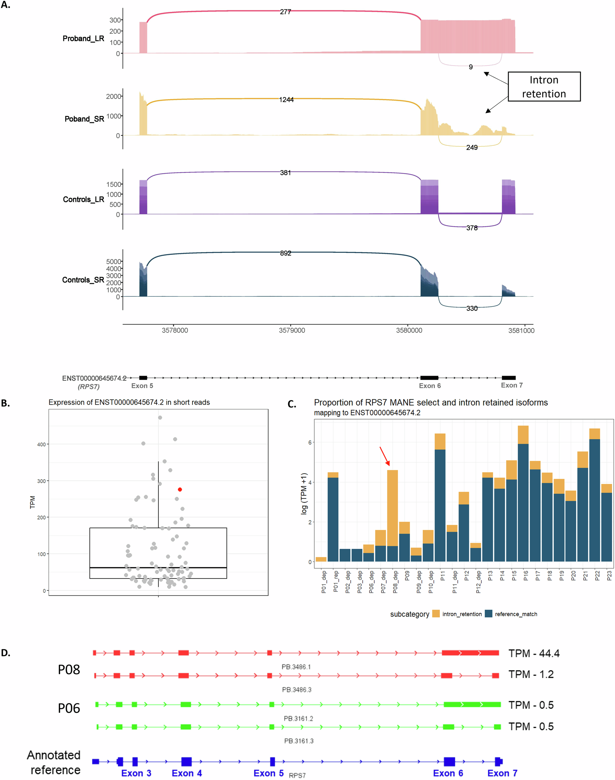 Fig. 3: RPS7 isoform characterisation.