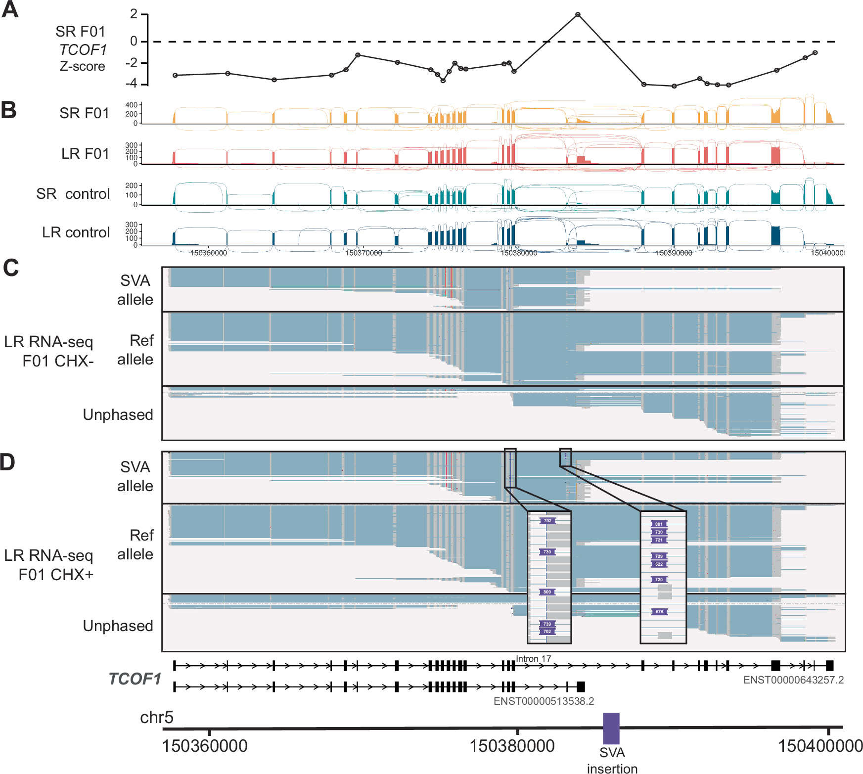 Fig. 4: Detection of full abnormal transcripts due to TCOF1 SVA insertion in F01 fibroblasts.