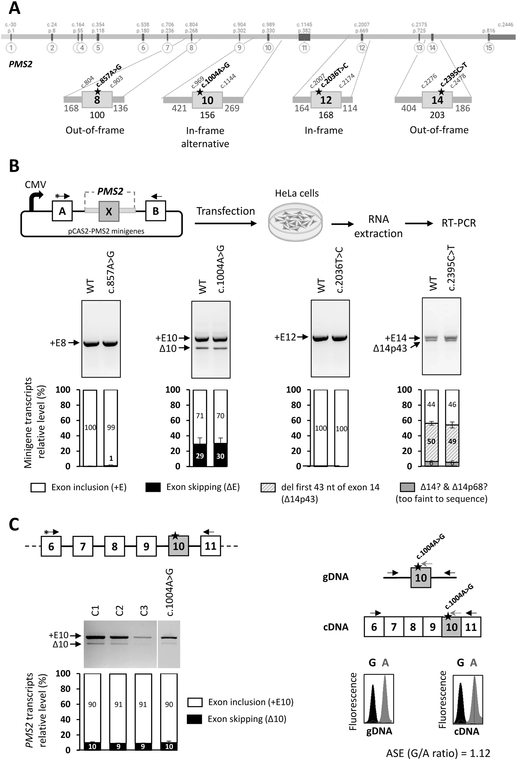 Fig. 1: RNA splicing analyses.