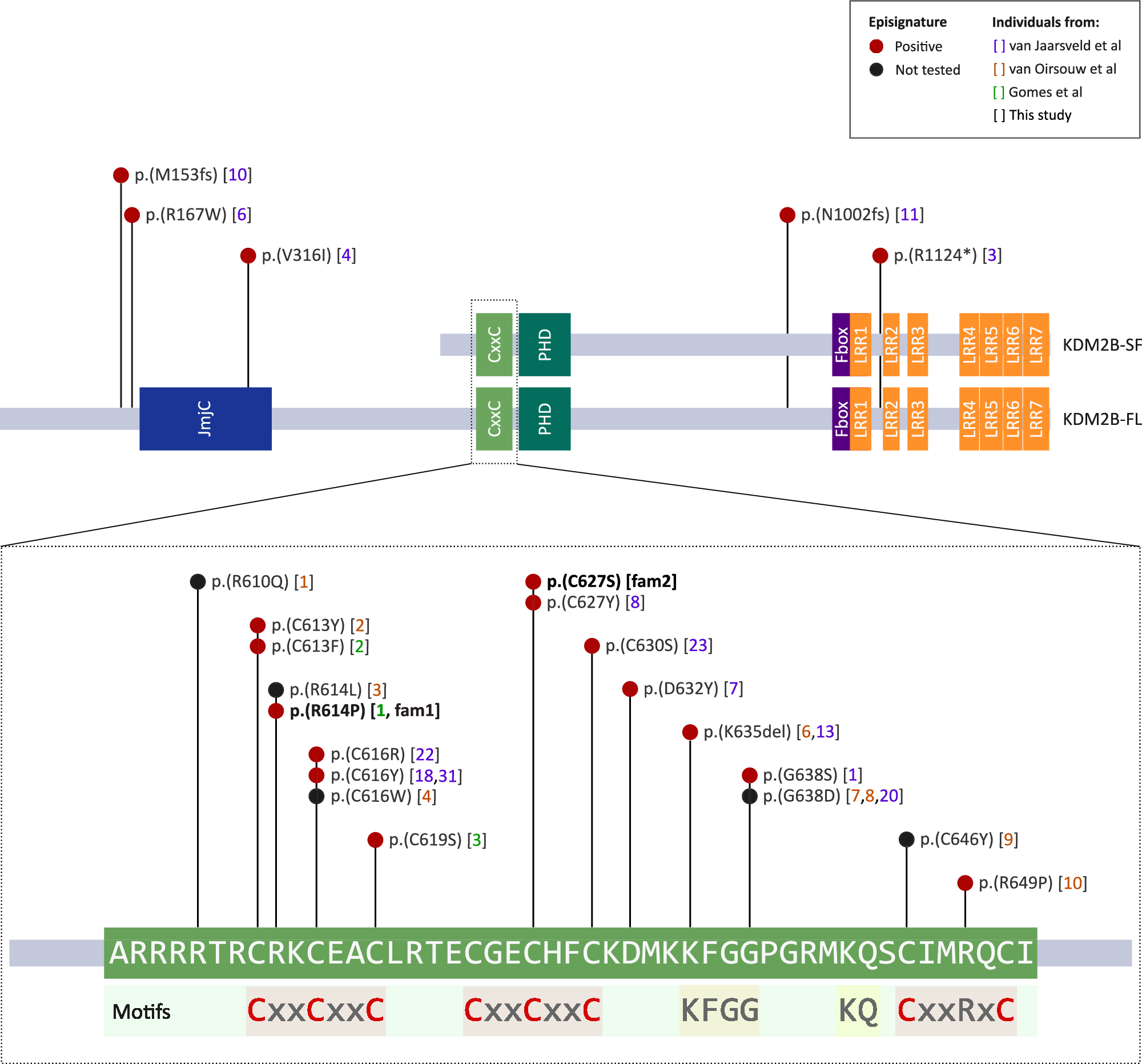 Fig. 2: Schematic of KDM2B with pathogenic variants reported in this and previous studies.