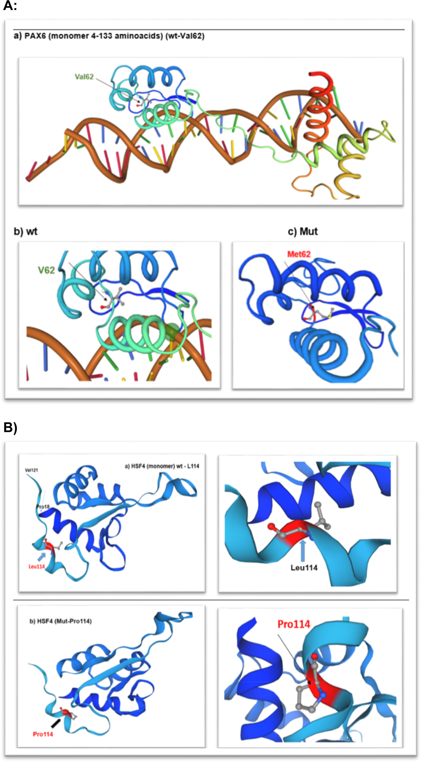 Fig. 2: Structural view of PAX6 and HSF4 proteins.
