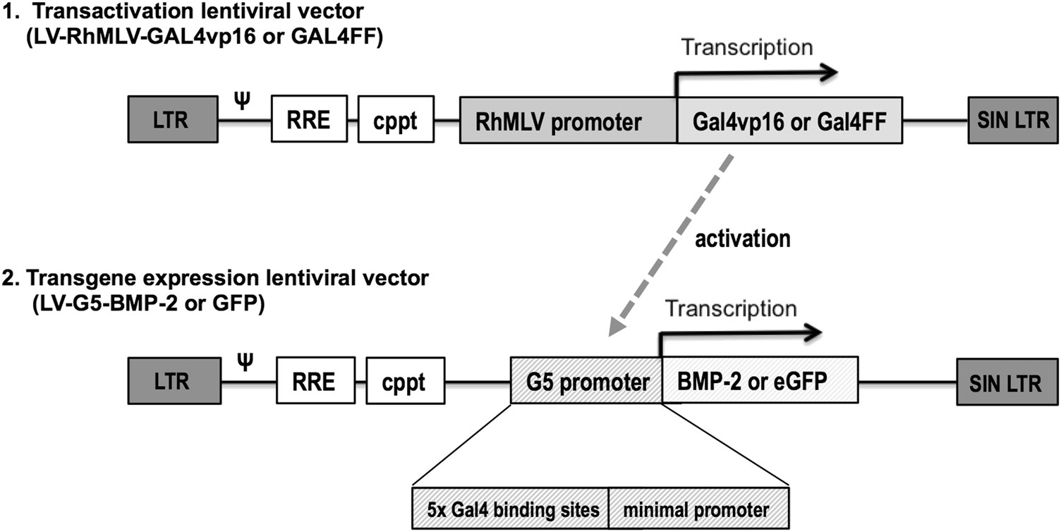 In vitro evaluation of a lentiviral two-step transcriptional amplification system using GAL4FF transactivator for gene therapy applications in bone repair ...