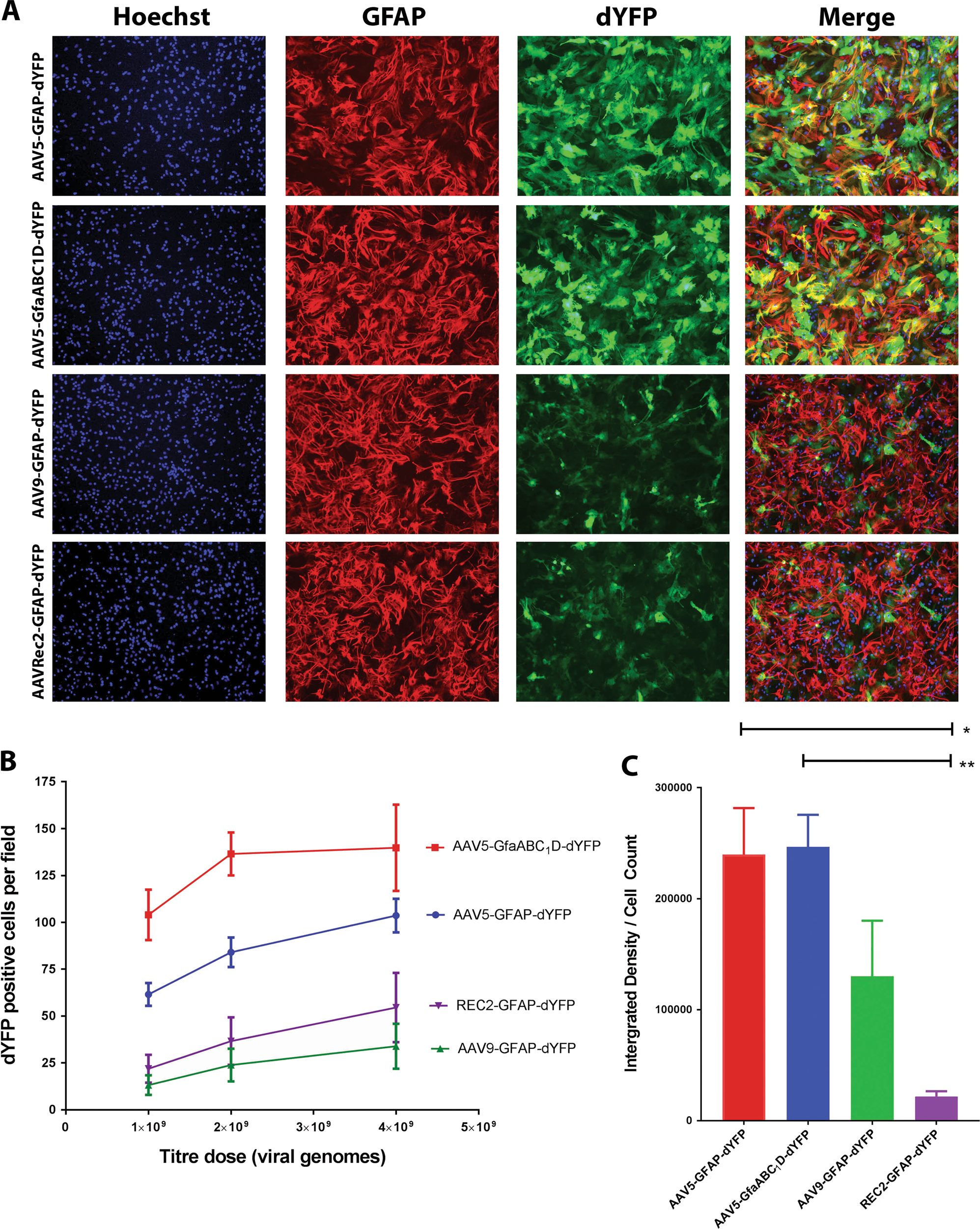Astrocyte Selective Aav Gene Therapy Through The Endogenous Gfap