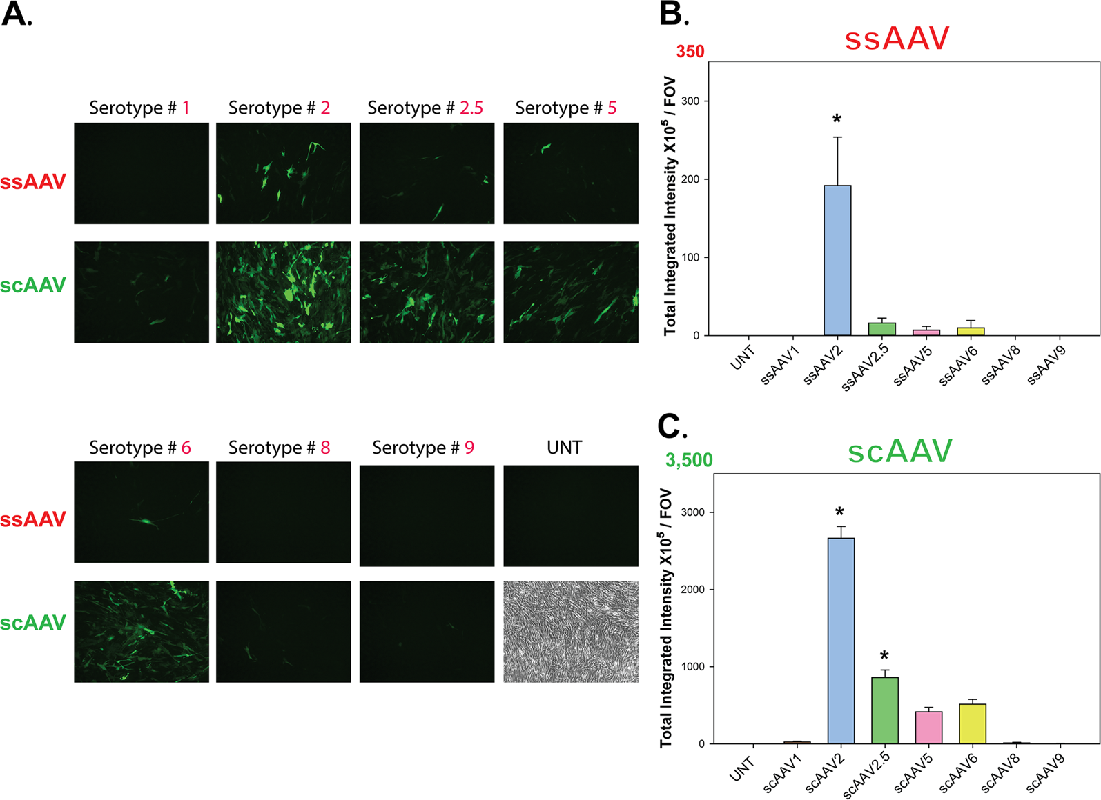 Spoedig veel plezier Corrupt Transduction optimization of AAV vectors for human gene therapy of glaucoma  and their reversed cell entry characteristics | Gene Therapy