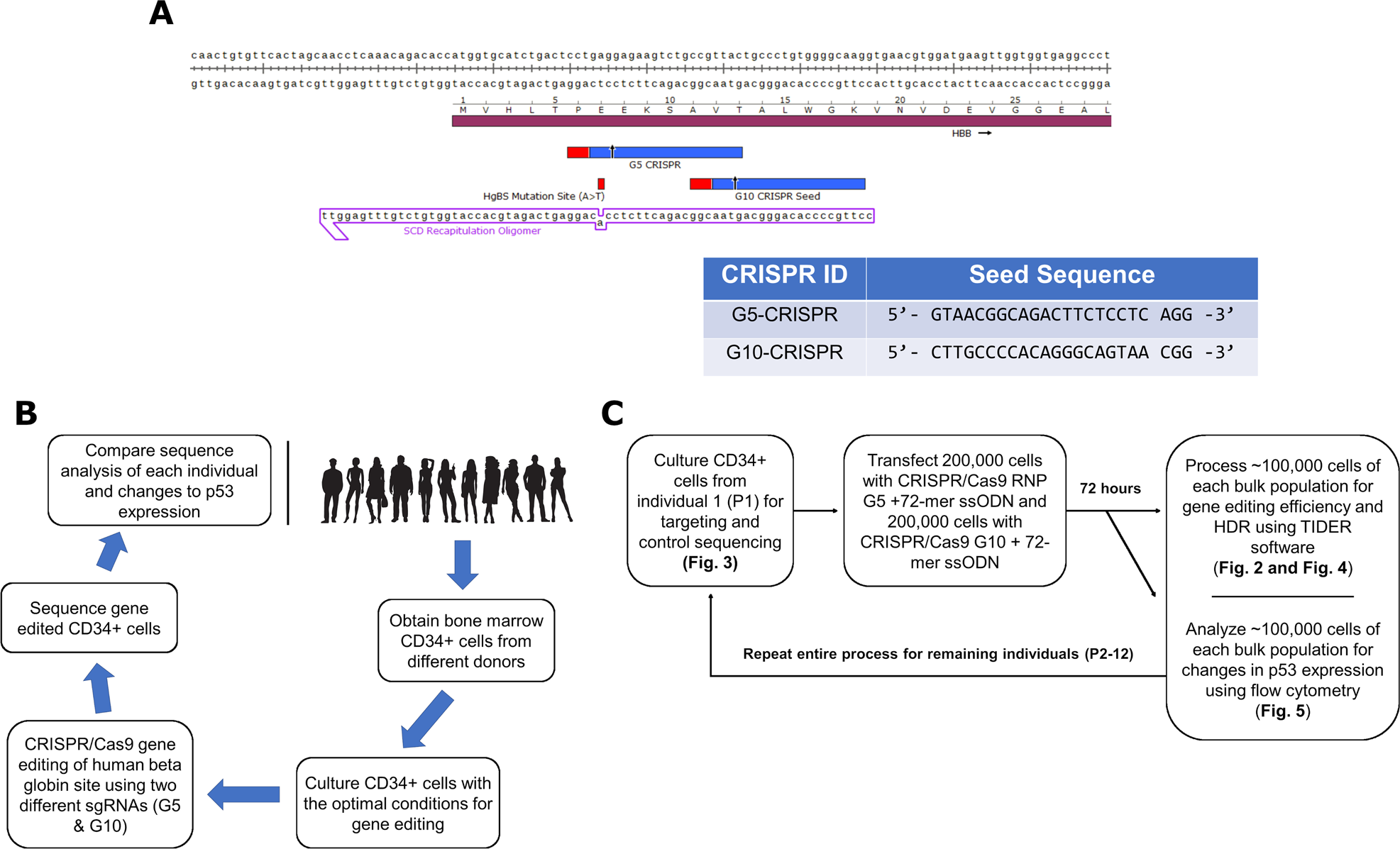 Precise And Error Prone Crispr Directed Gene Editing Activity In Human Cd34 Cells Varies Widely Among Patient Samples Gene Therapy