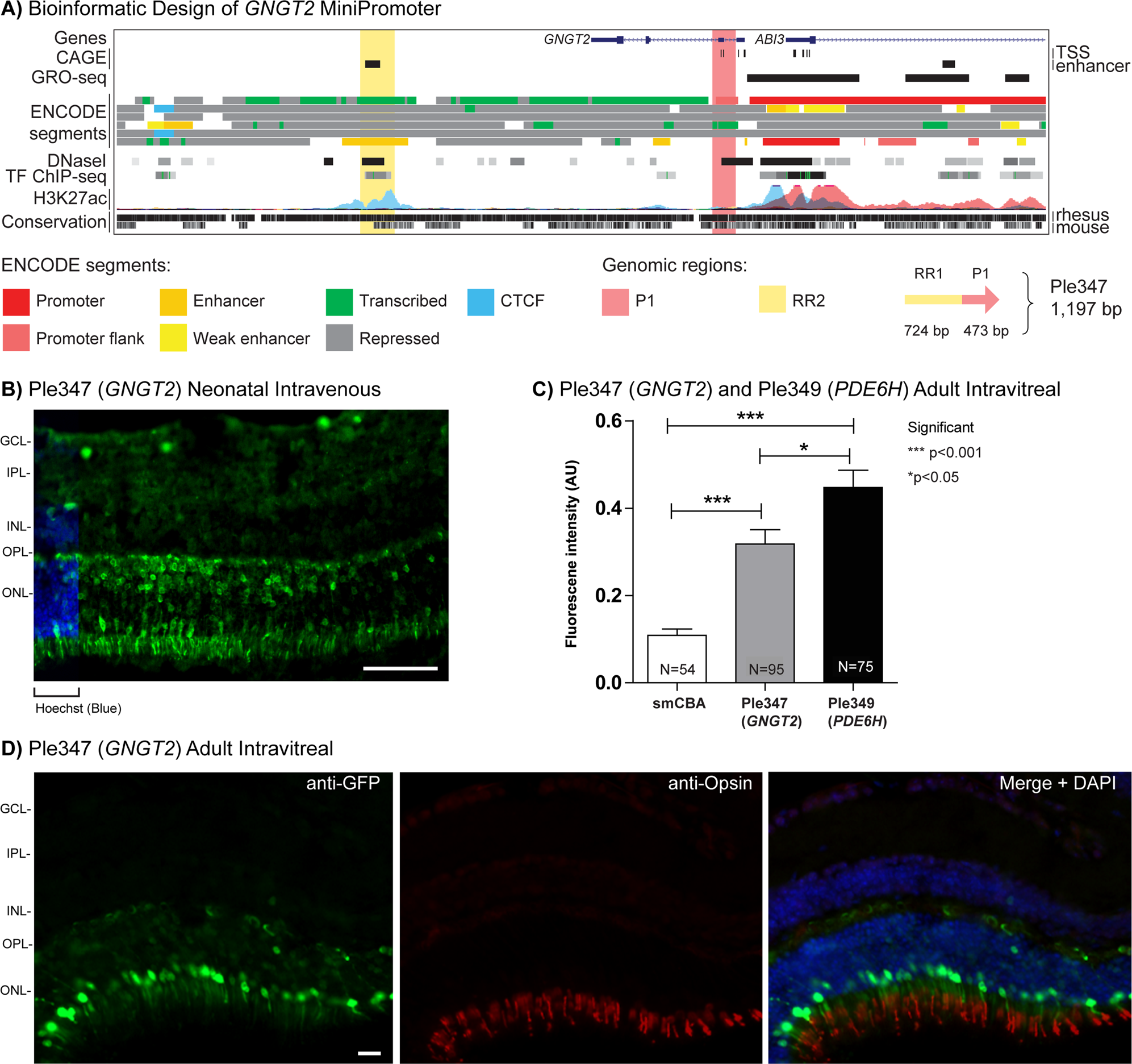 Fig. 2: Development of GNGT2 MiniPromoters for cone cells.