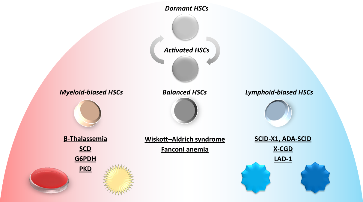 PDF) Age-related immune cell dynamics influence outcomes after allogeneic  haematopoietic cell transplantation