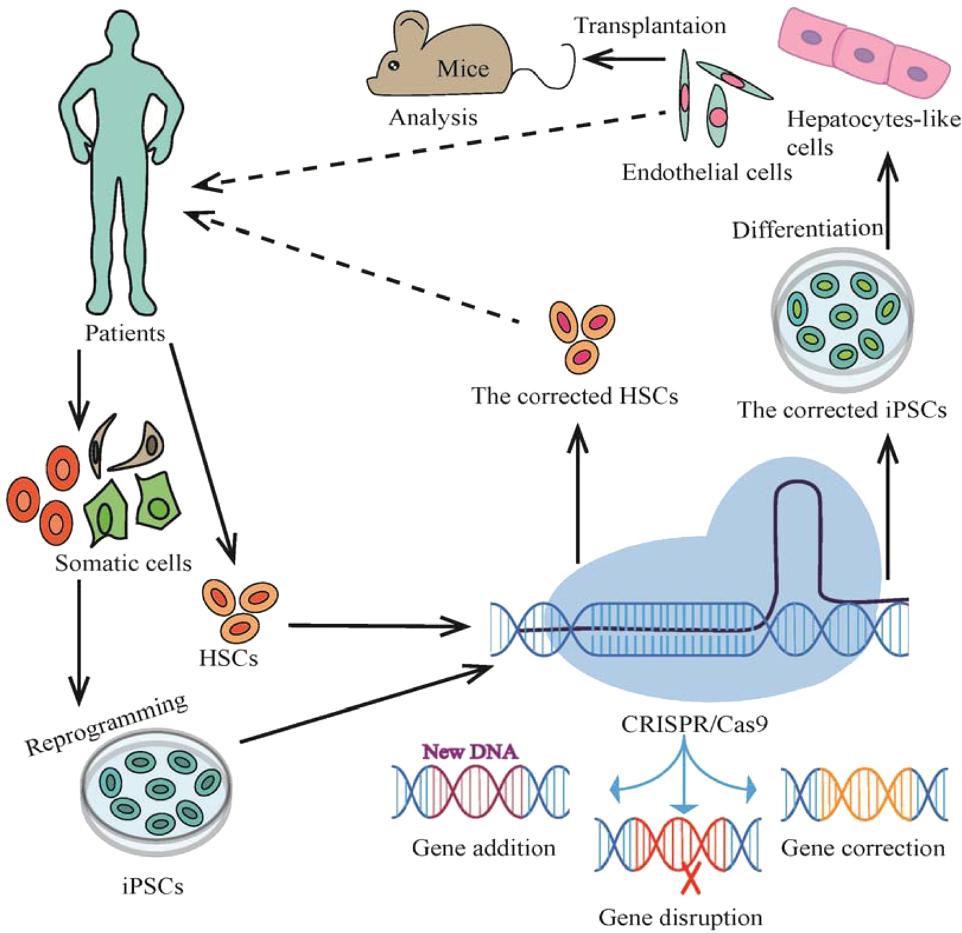 Genome editing using CRISPR/Cas9 to treat hereditary hematological disorders | Gene Therapy