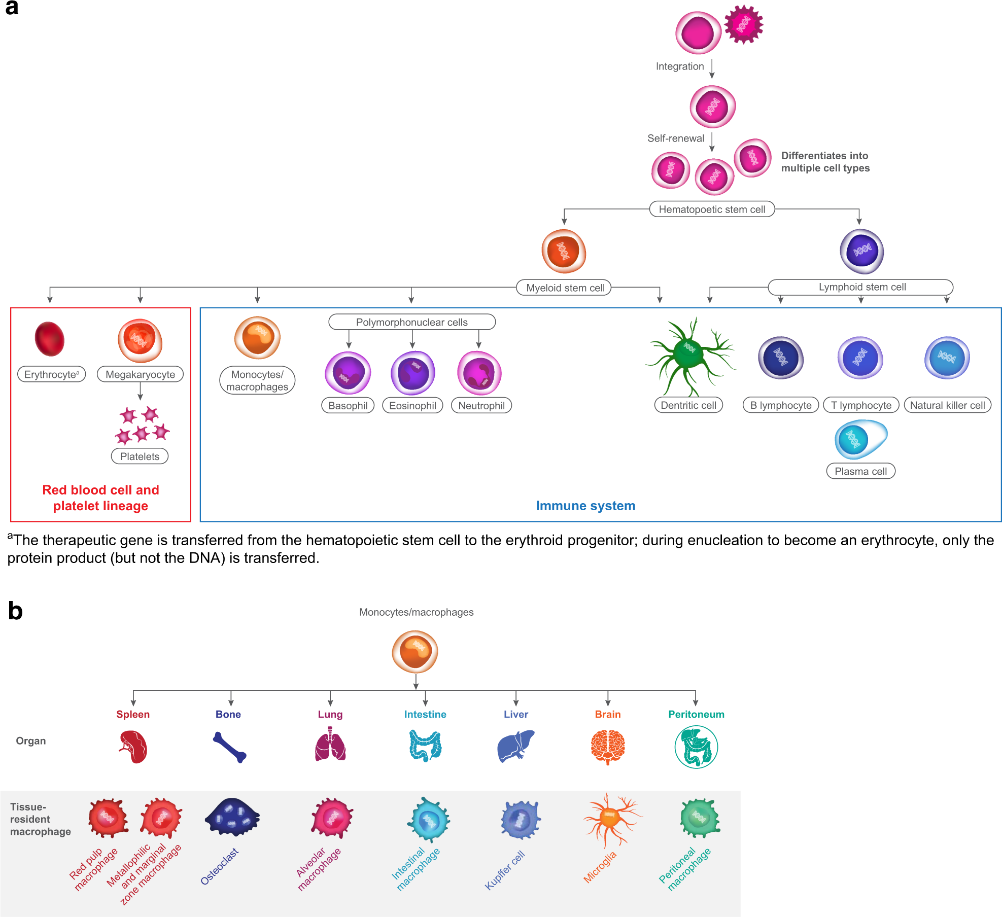 The Transformative Potential Of Hsc Gene Therapy As A Geic Medicine Gene Therapy The Transformative Potential Of Hsc Gene Therapy As A Geic Medicine Gene Therapy
