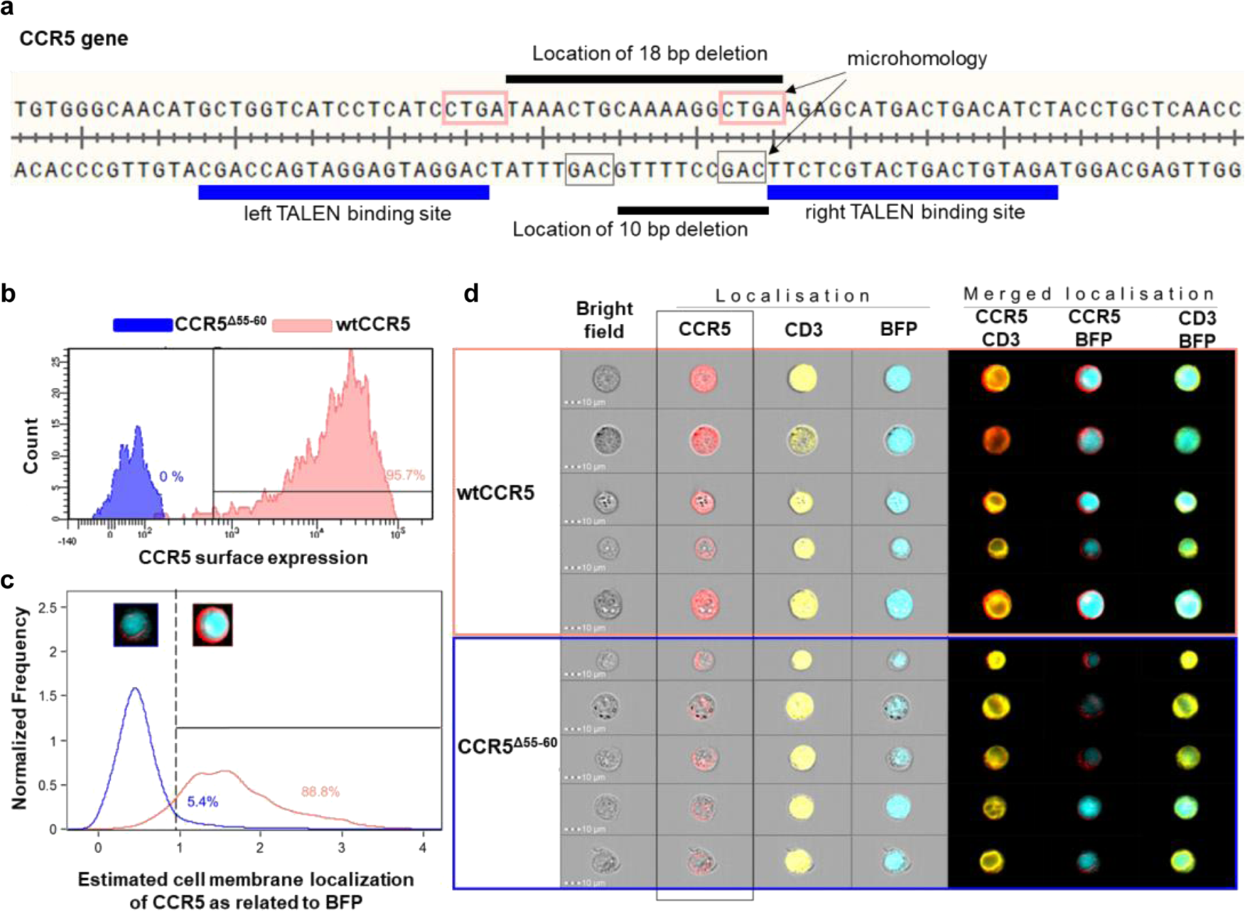 Fig. 5: The most abundant 18-bp deletion in CCR5 is MMEJ-induced and results in a protein variant (CCR5Δ55-60) with impaired cell-surface expression.