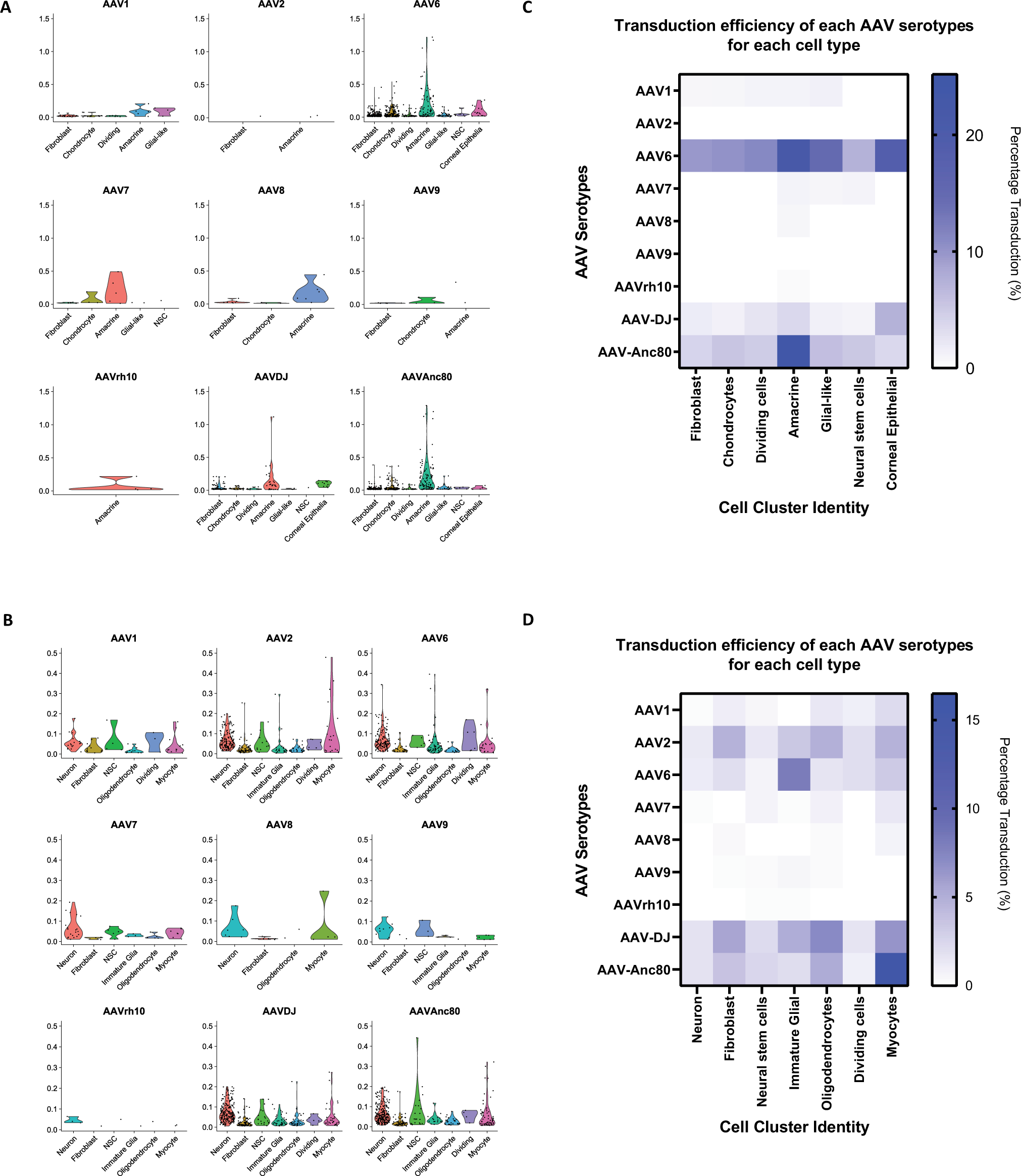 Fig. 3: High-throughput AAV tropism measurement and analysis for human ocular and cerebral organoids.
