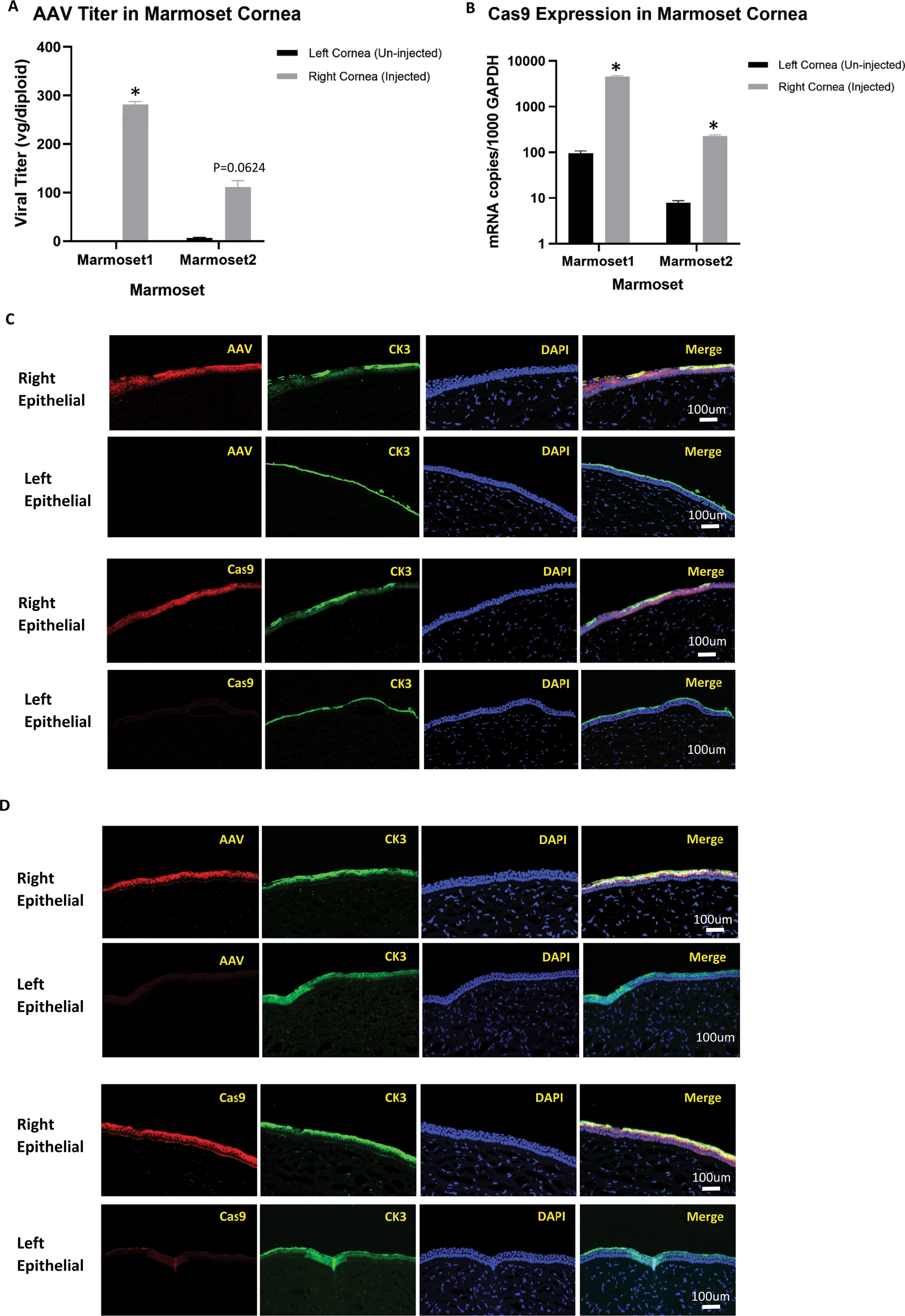 Fig. 4: In vivo evaluation of AAV6-SpCas9 transduction of ocular epithelial tropism in marmoset model.