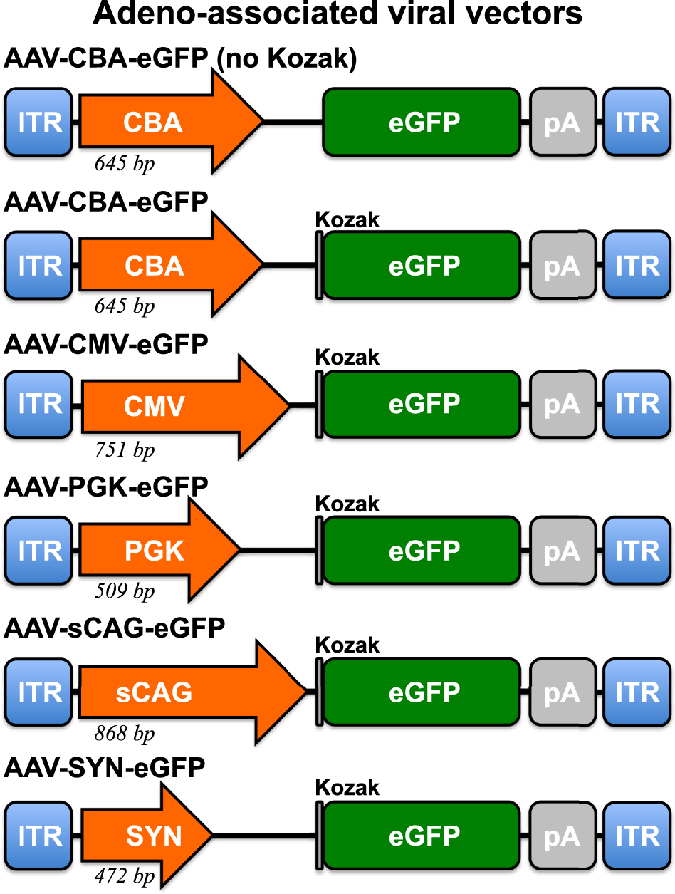Improving adeno-associated viral (AAV) vector-mediated transgene ...
