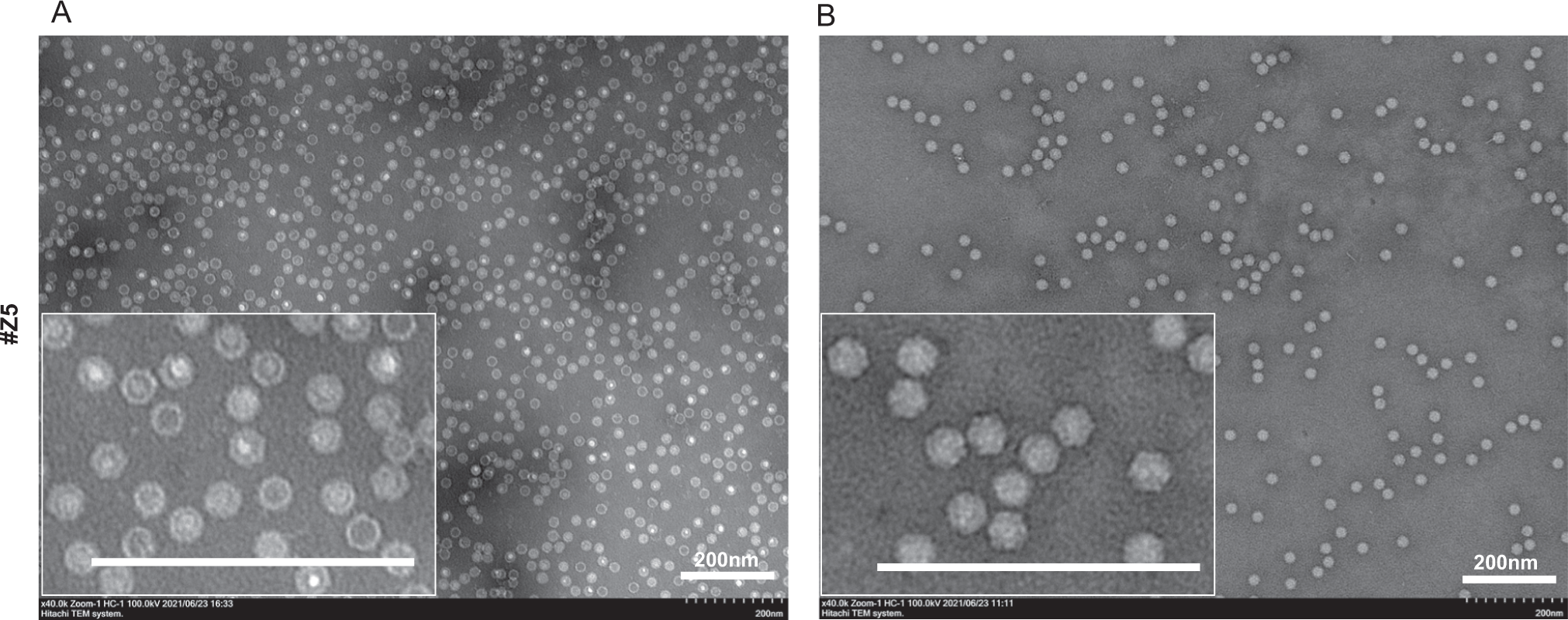 Fig. 4: Morphology of full-genome and empty rAAV particles.