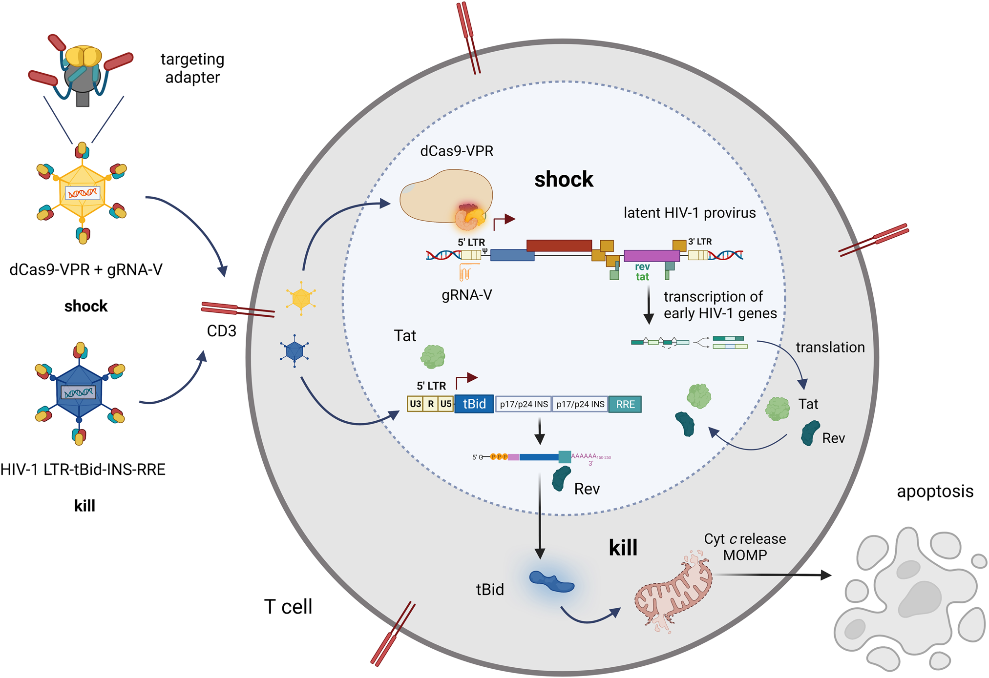 Fig. 1: Illustration of the HIV-1 specific targeted shock-and-kill approach with CRISPRa and tBid delivered by CD3-retargeted adenoviruses.