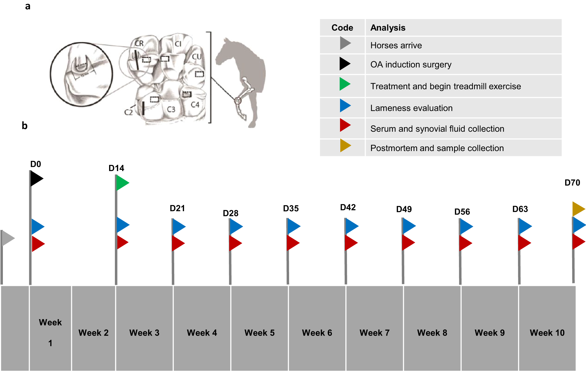 Fig. 1: Equine middle carpal joint illustration and study timeline.
