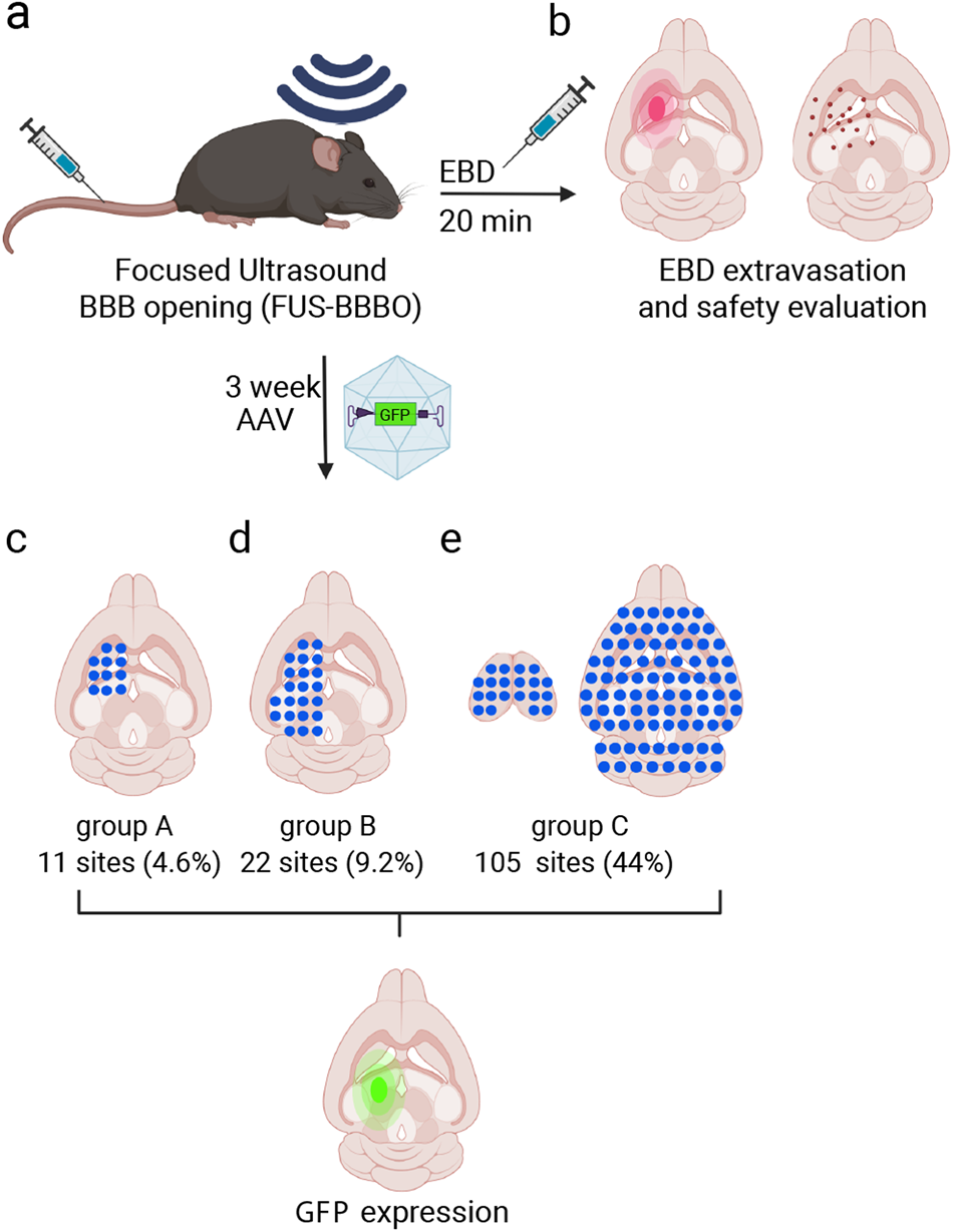 Acoustically targeted noninvasive gene therapy in large brain volumes
