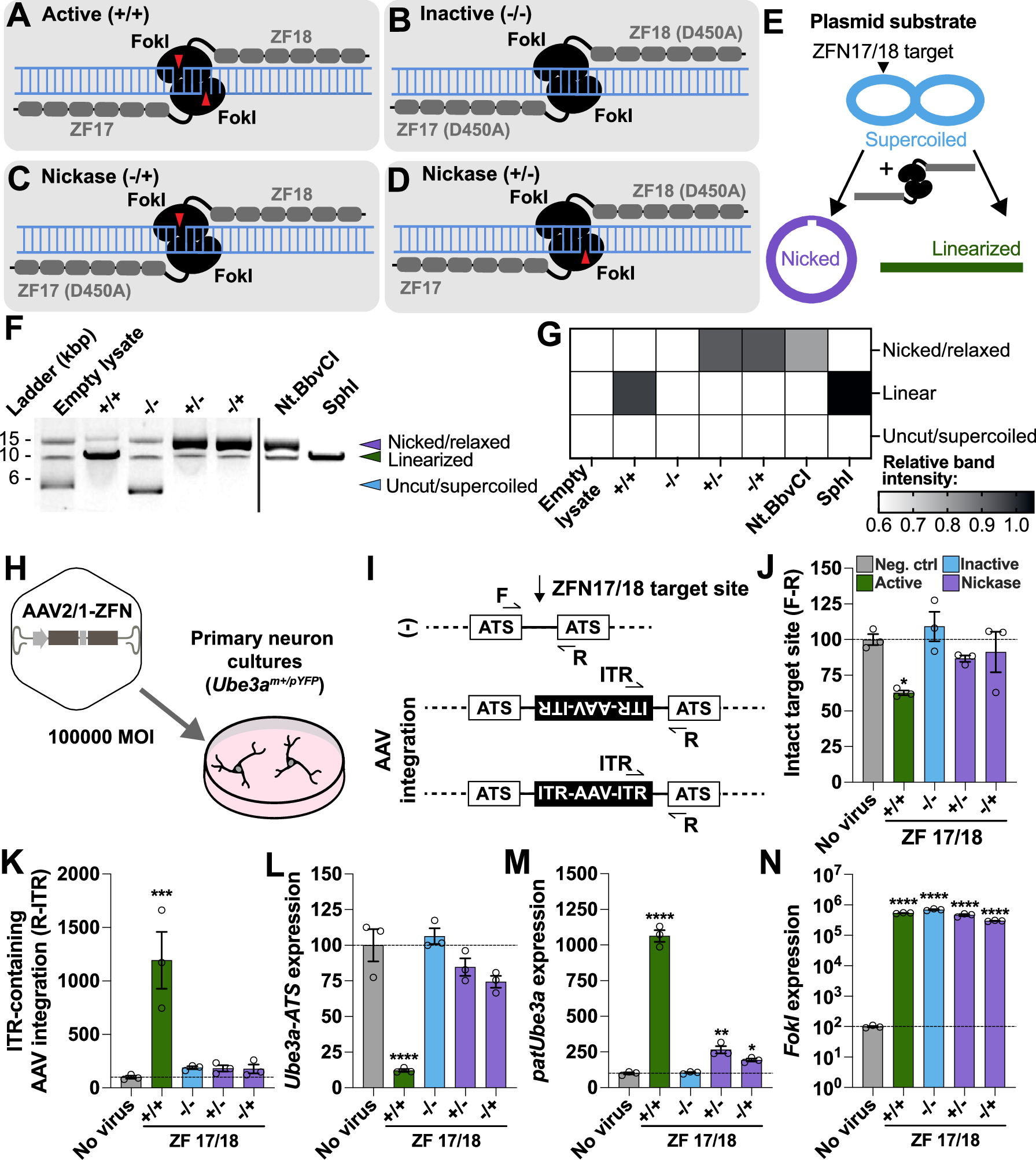 Fig. 3: Testing efficacy of active, nickase, and inactive zinc finger pairs.